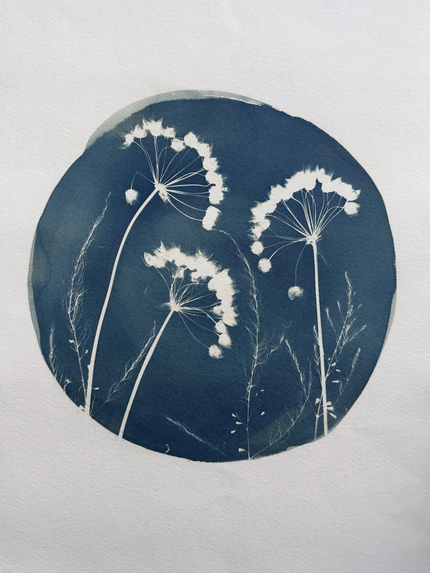 Nodding Onion-ORIGINAL