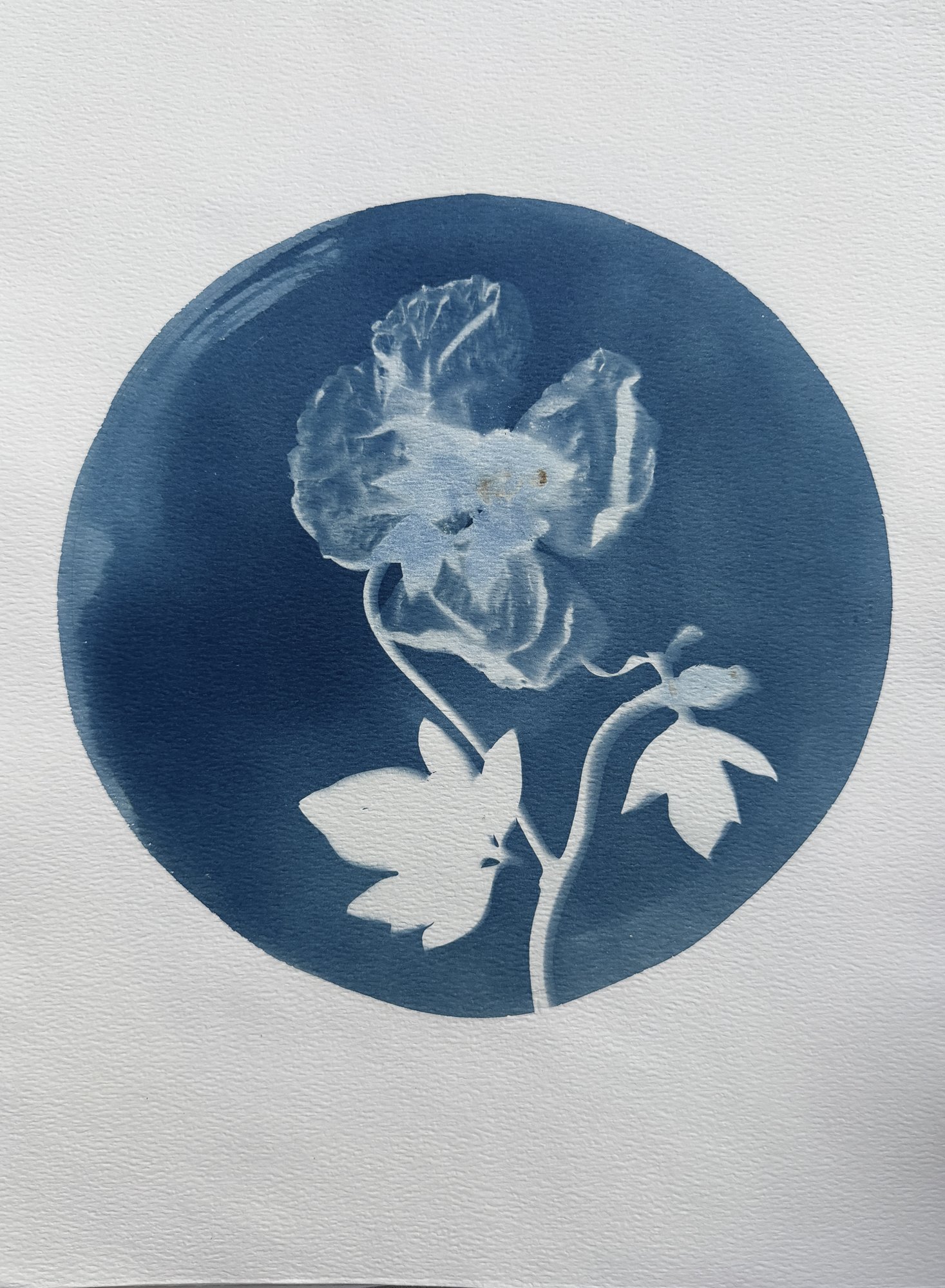 Matilija Bloom-ORIGINAL