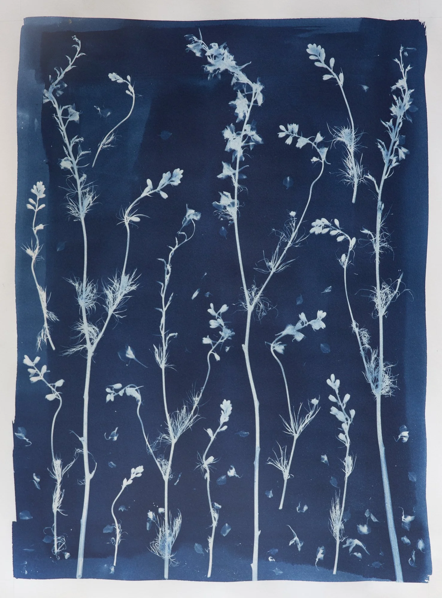 Original-Larkspur-JustRight.jpg