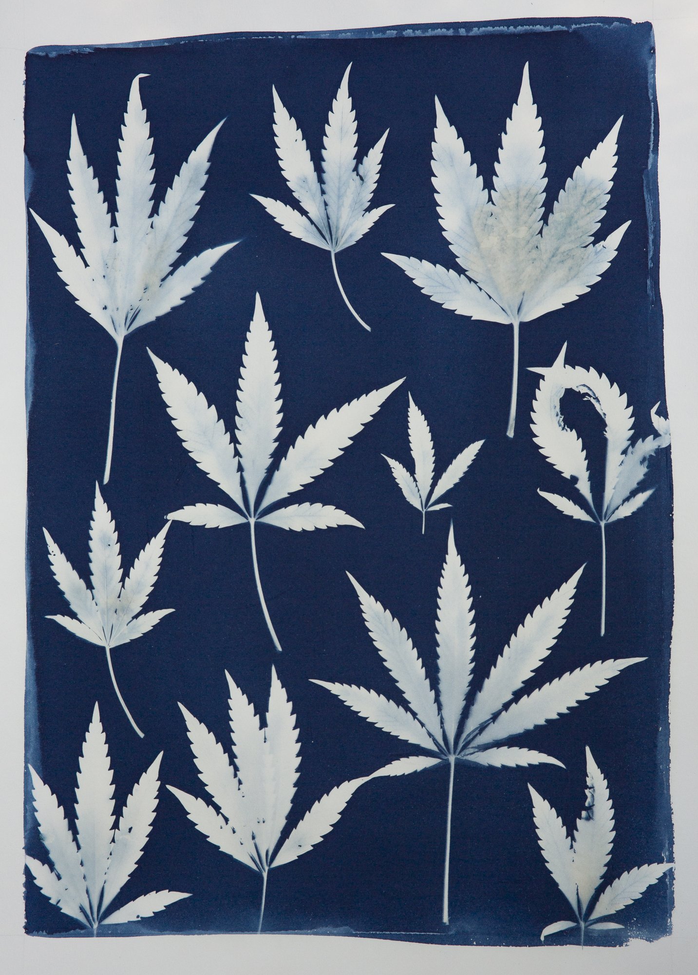 Original-Weed.jpg