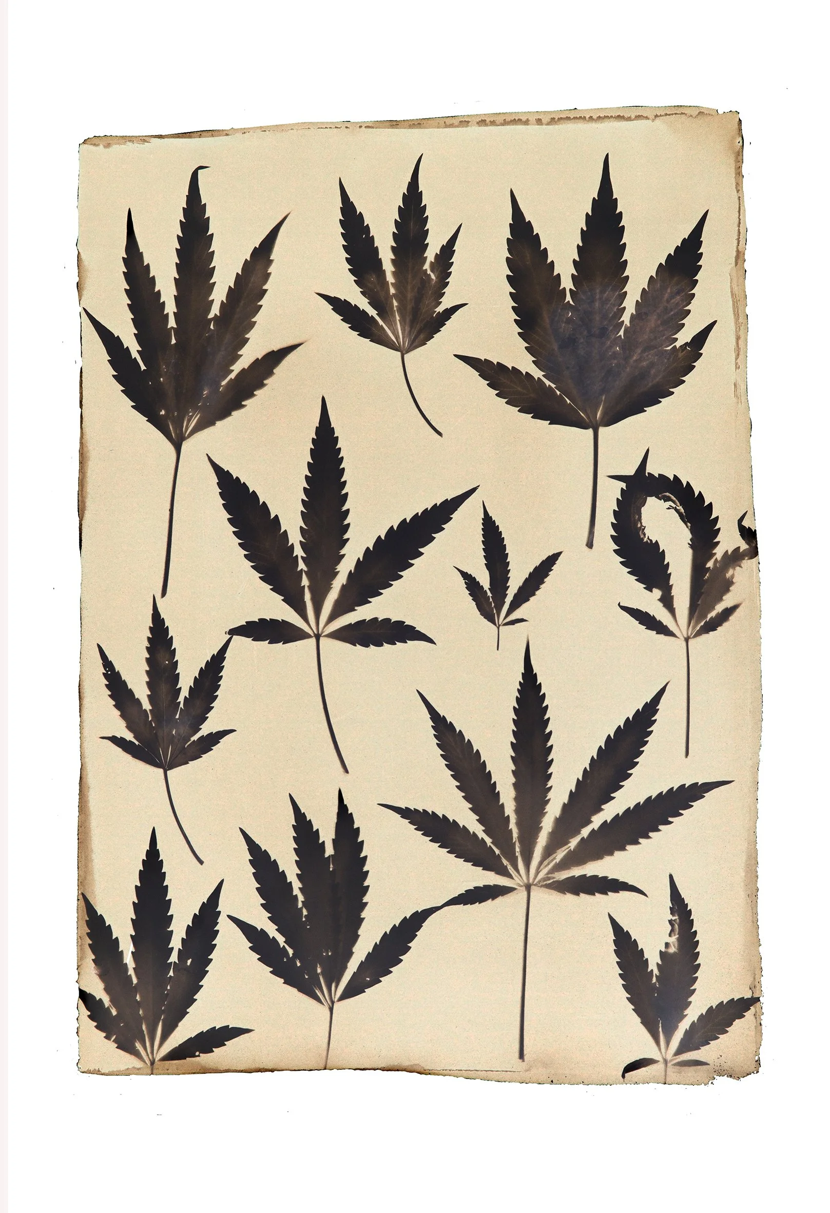 WEB-Weed(Inverse).jpg
