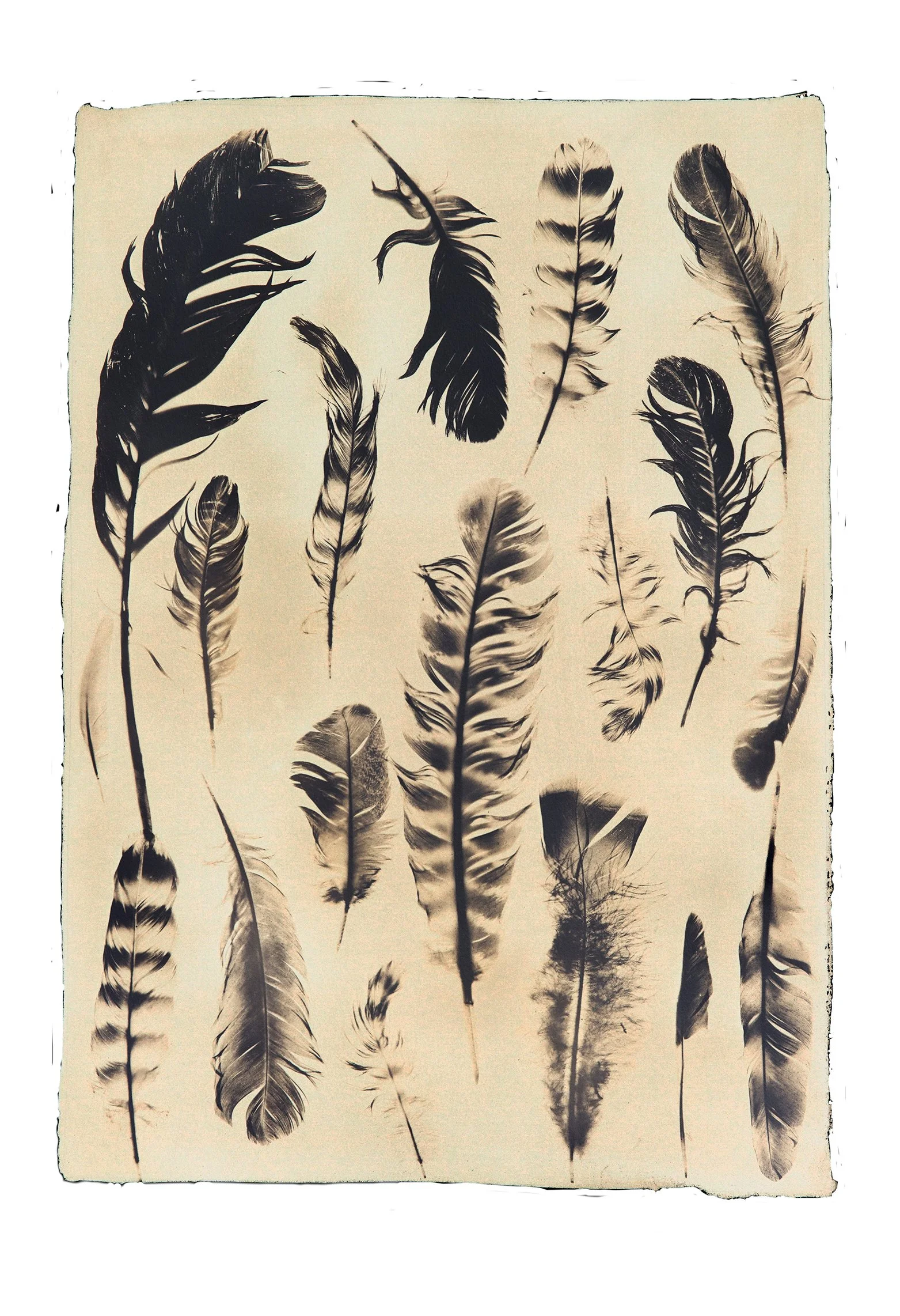 Feathers (Inverse)