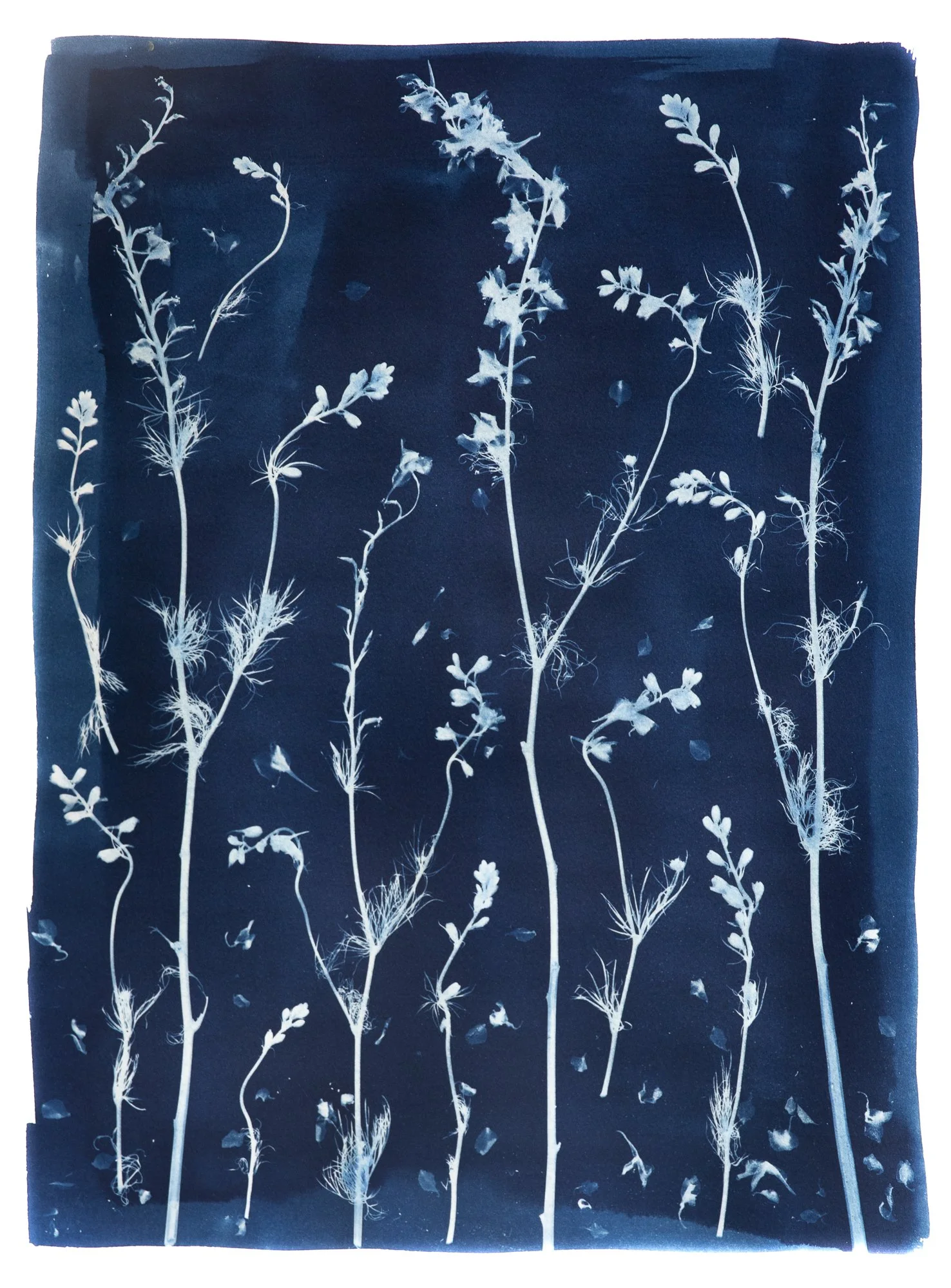 WEB-Larkspur-JustRight.jpg