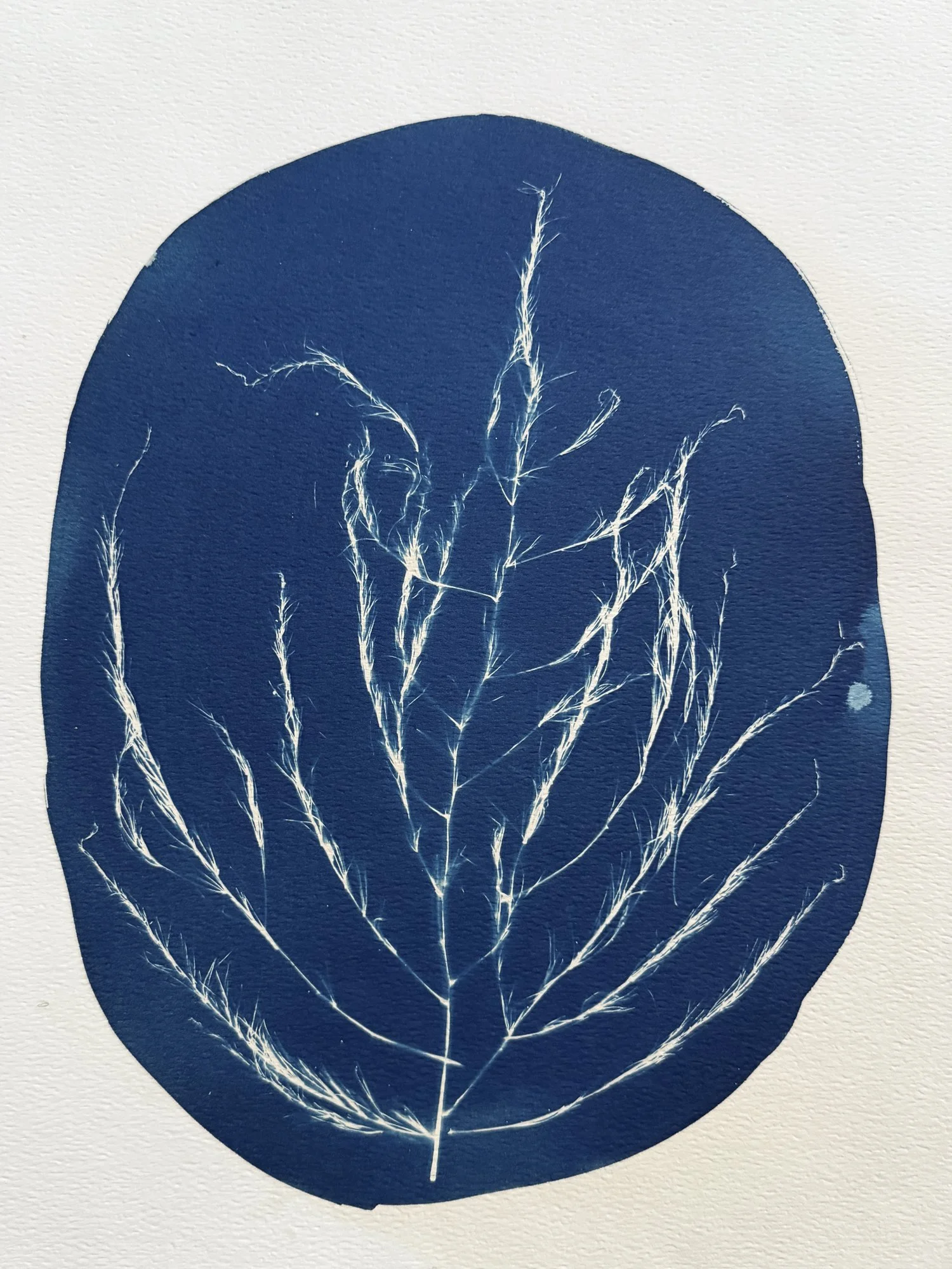 Asparagus-ORIGINAL (Copy)