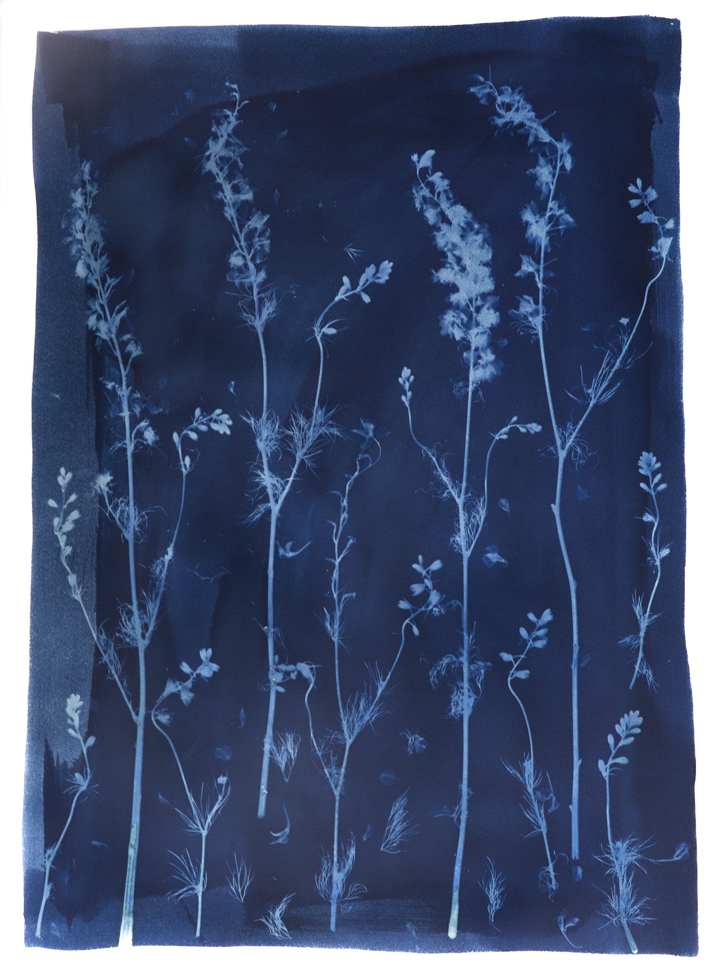 WEB-Larkspur-Over.jpg