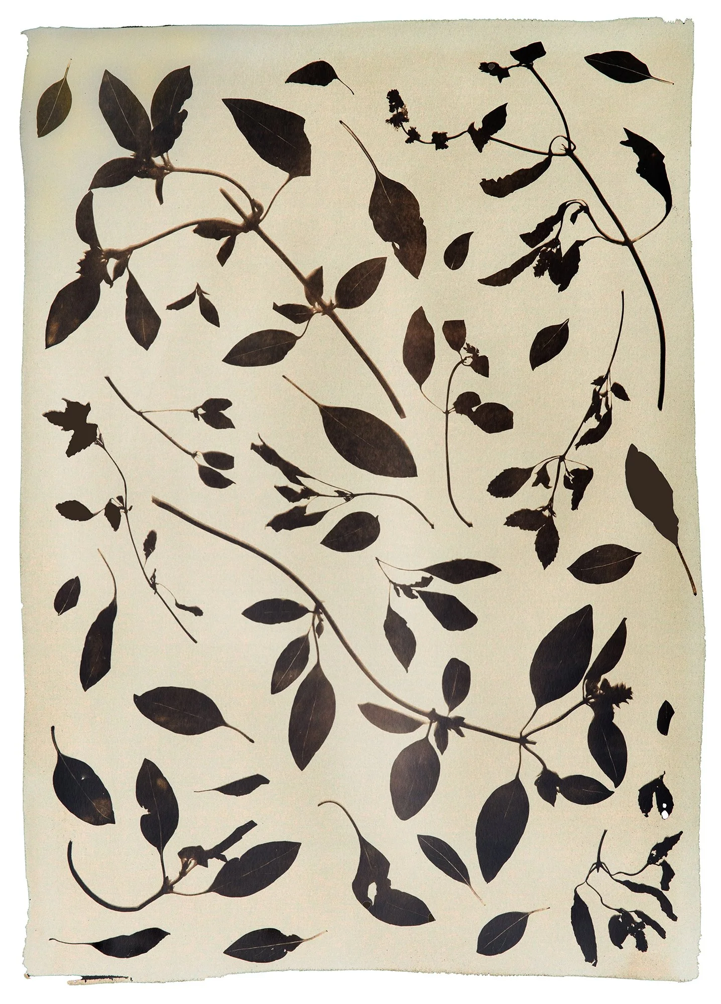 WEB-Basil3(Inverse).jpg
