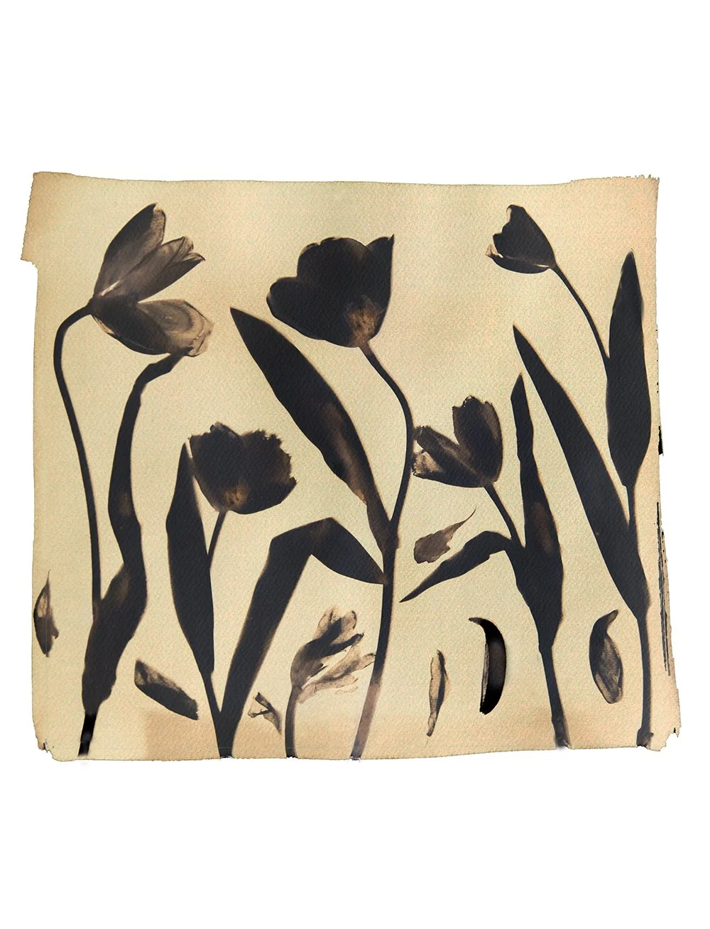 Box of Tulips (Inverse)