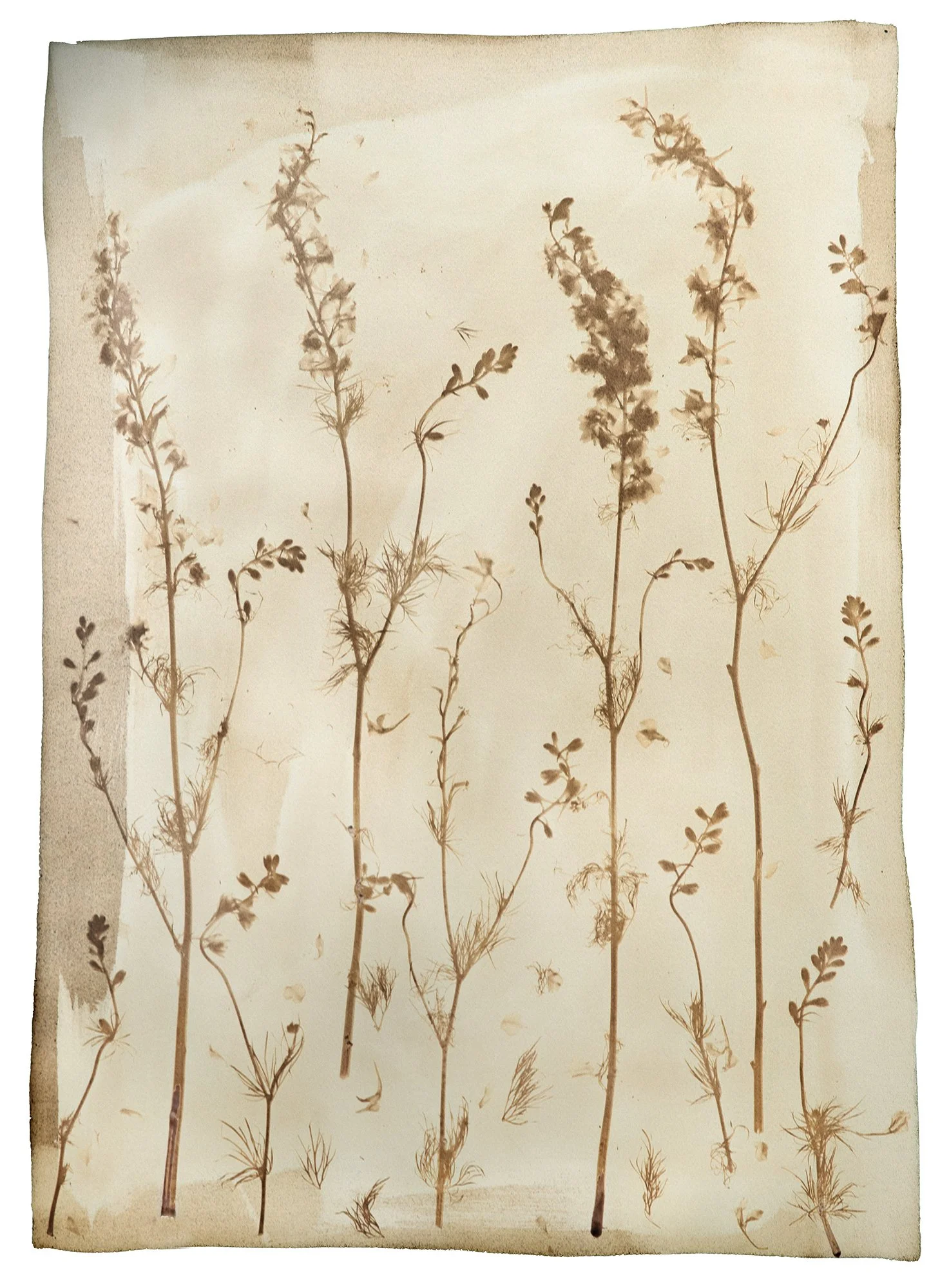 WEB-Larkspur-Over(Inverse).jpg