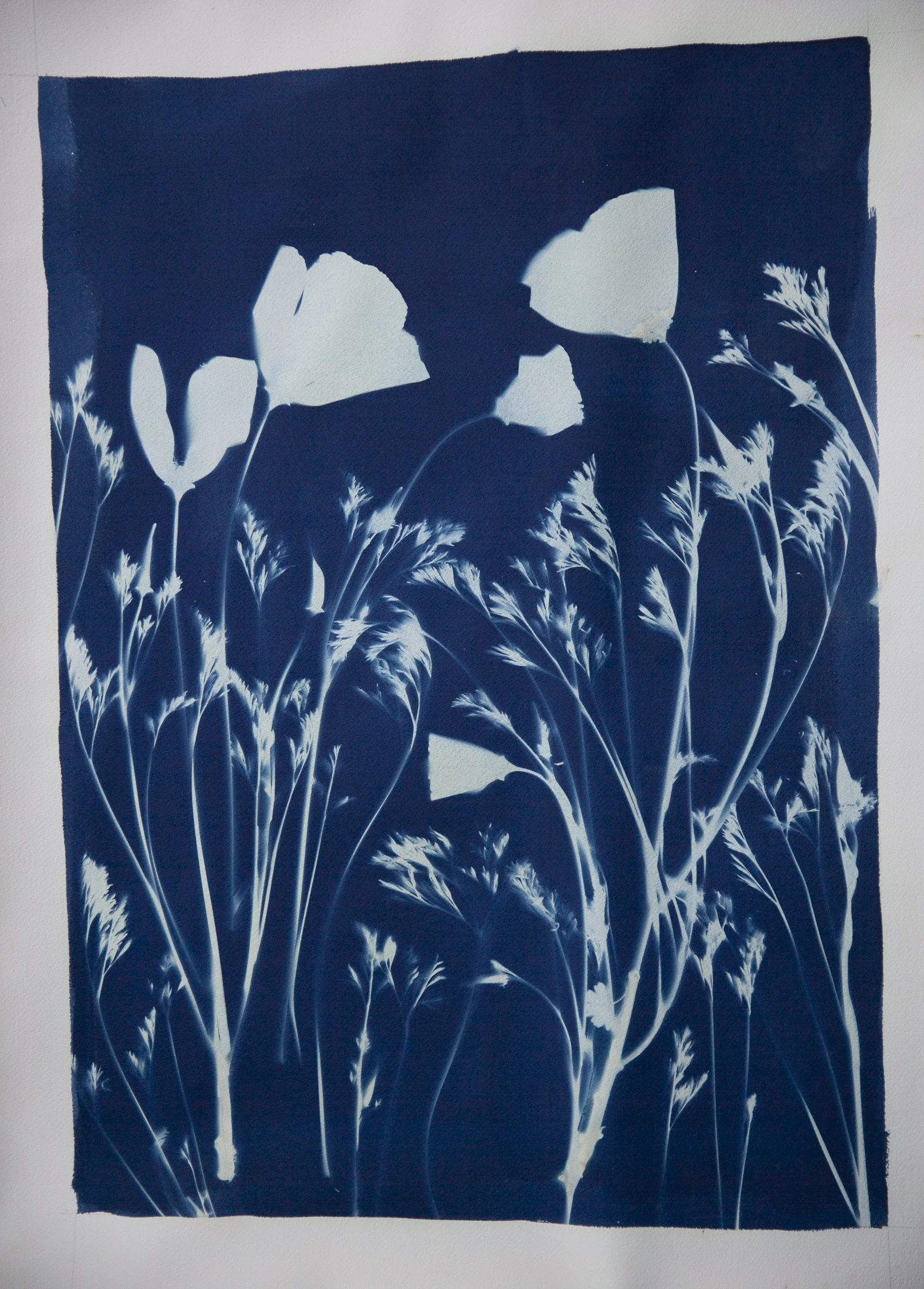 Giant California Poppies (Original)