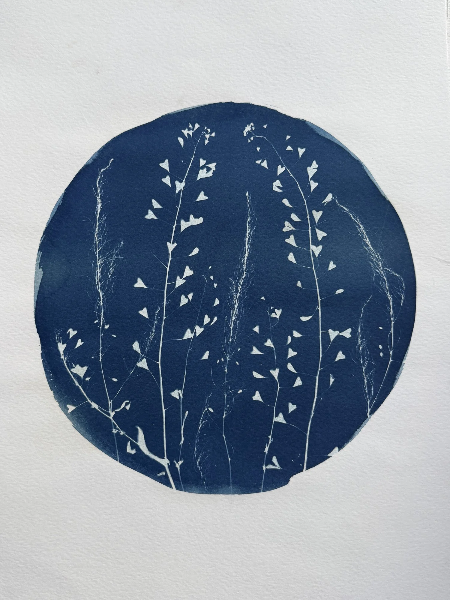 original-11x15botanical-14.jpg