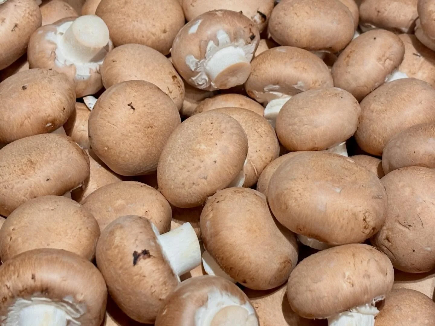 MMMMMMushrooms 🍄&zwj;🟫!
Thank you to Piccioni Brothers Mushroom Farm near Hamilton.