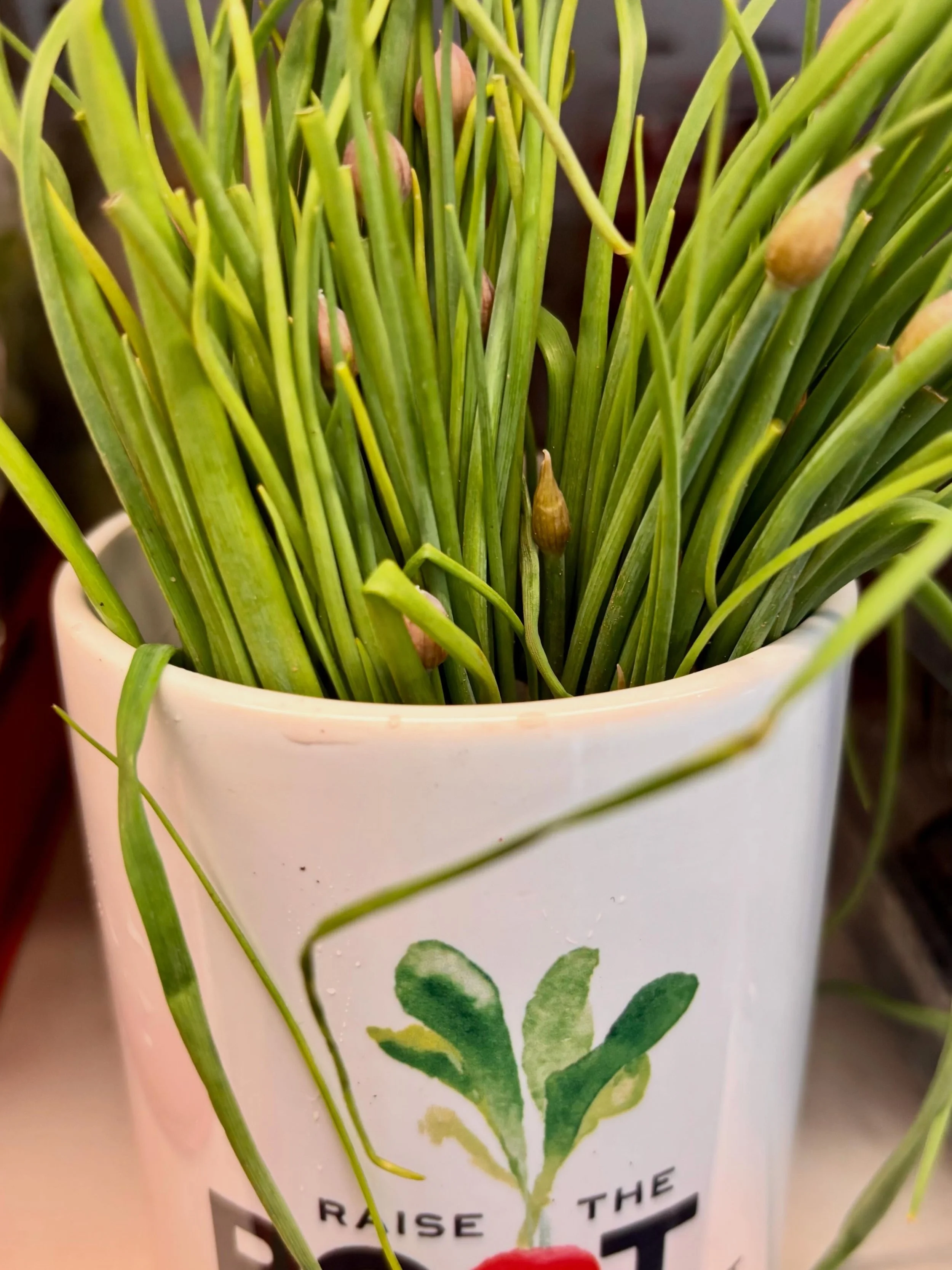 Chives are so lovely.