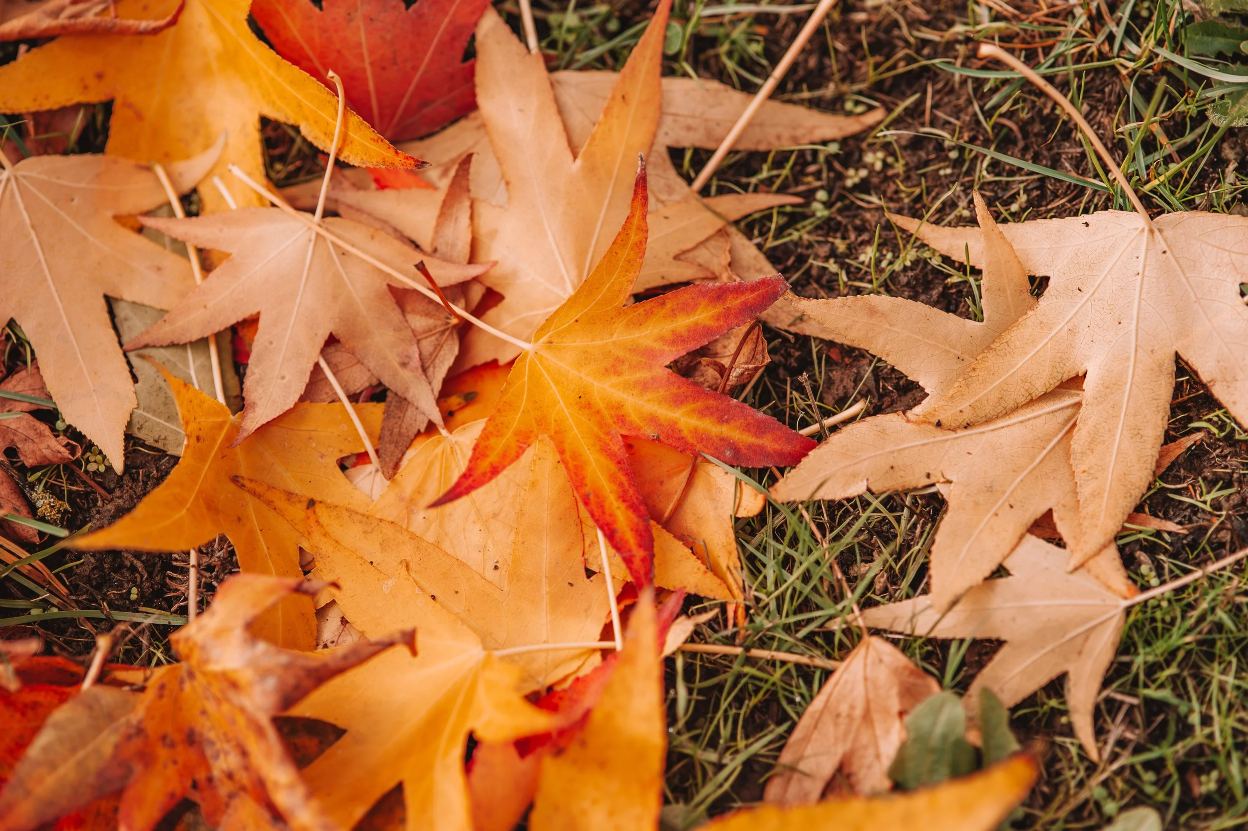 Fallen autumn leaves on the ground, mainly orange and brown, with some green grass and soil visible.