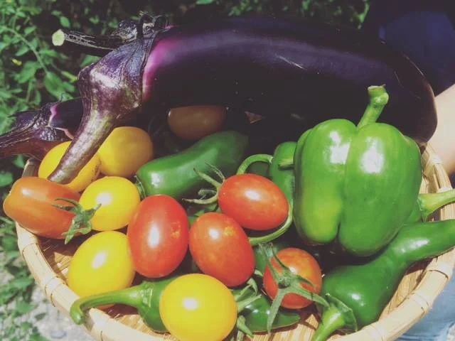 それでも、去年はこんなにたくさんのお野菜を収穫できました! トマトは数百個?採れた先から子どもたちが食べていました