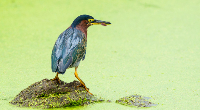 Picture: the relatively small Green Heron of North and Central America, famous for using bait to catch fish.
