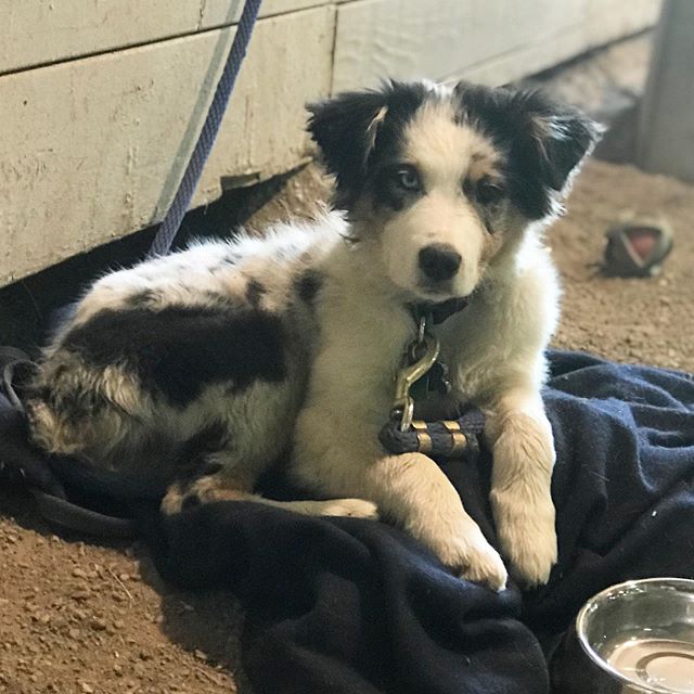 Becoming the perfect barn dog ❤️#lifeofgunner #gunnertheaussie
