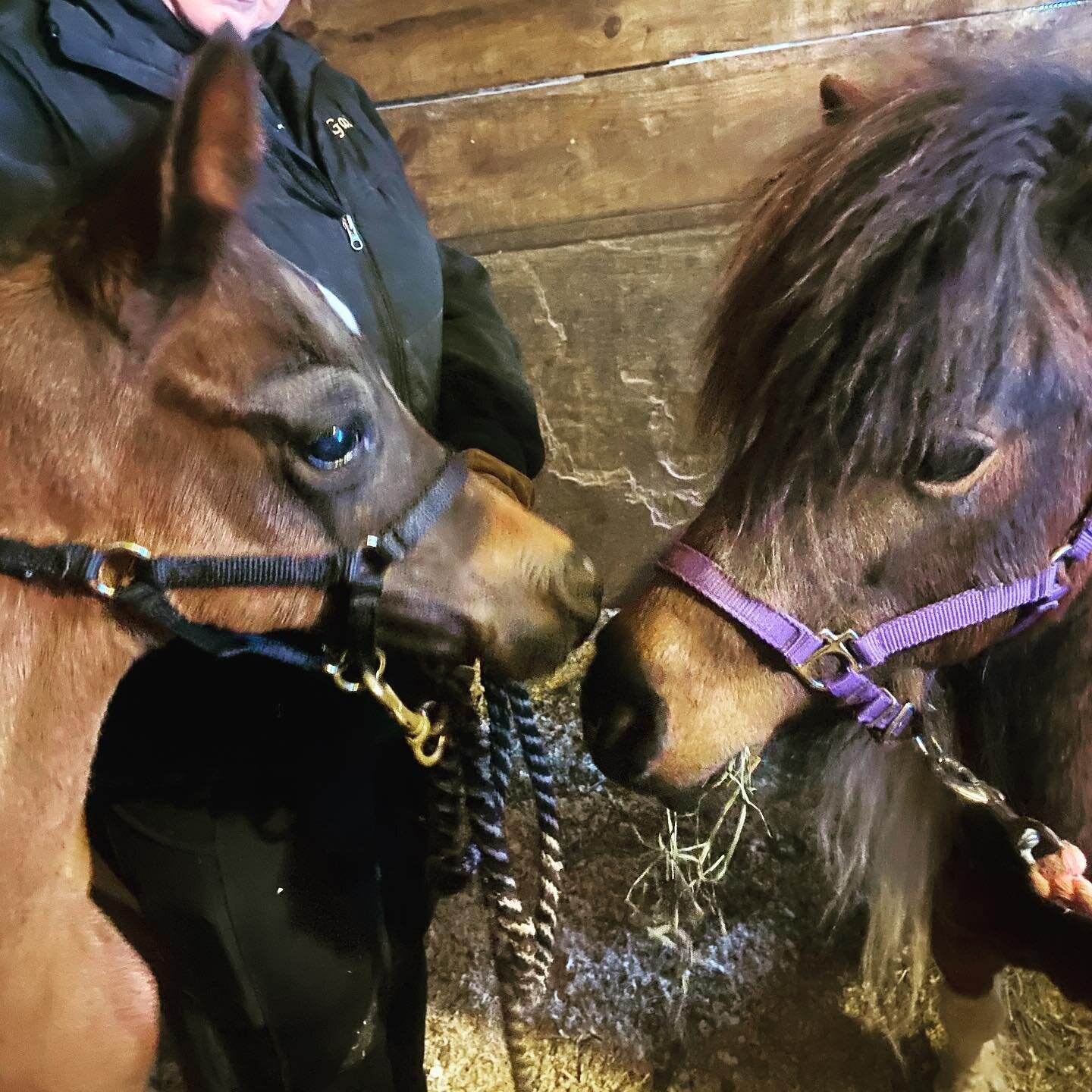 We are so saddened to have an orphan foal...but Burt got to meet his new companion today, Jetta the mini and we just had to share this sweet picture. Thank you so much Brenda for lending us Jetta!