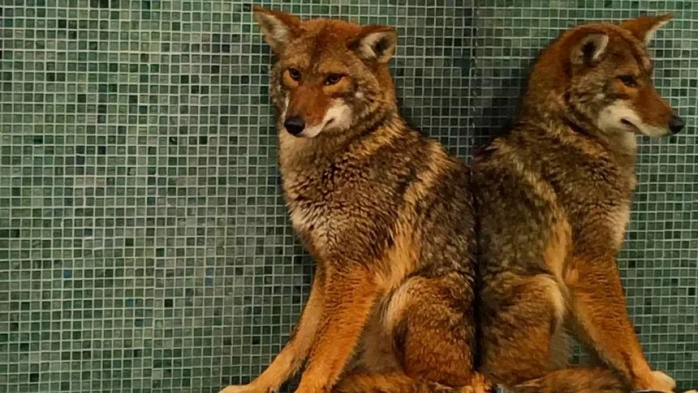 La Coyote