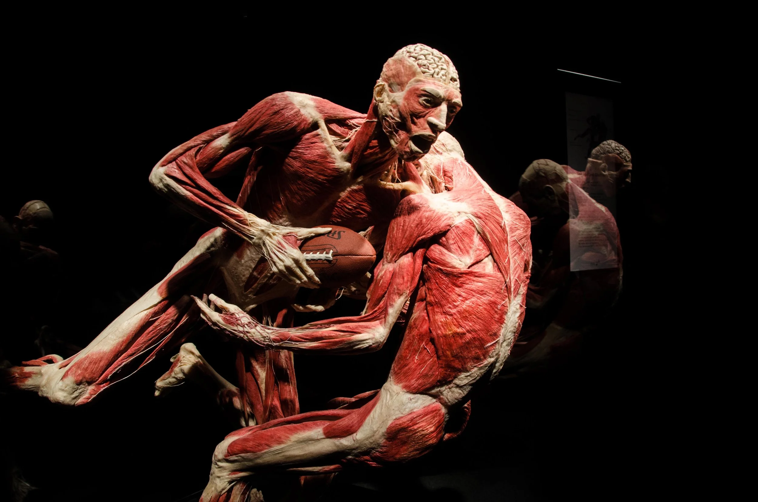 Photo: © Institute for Plastination 2017