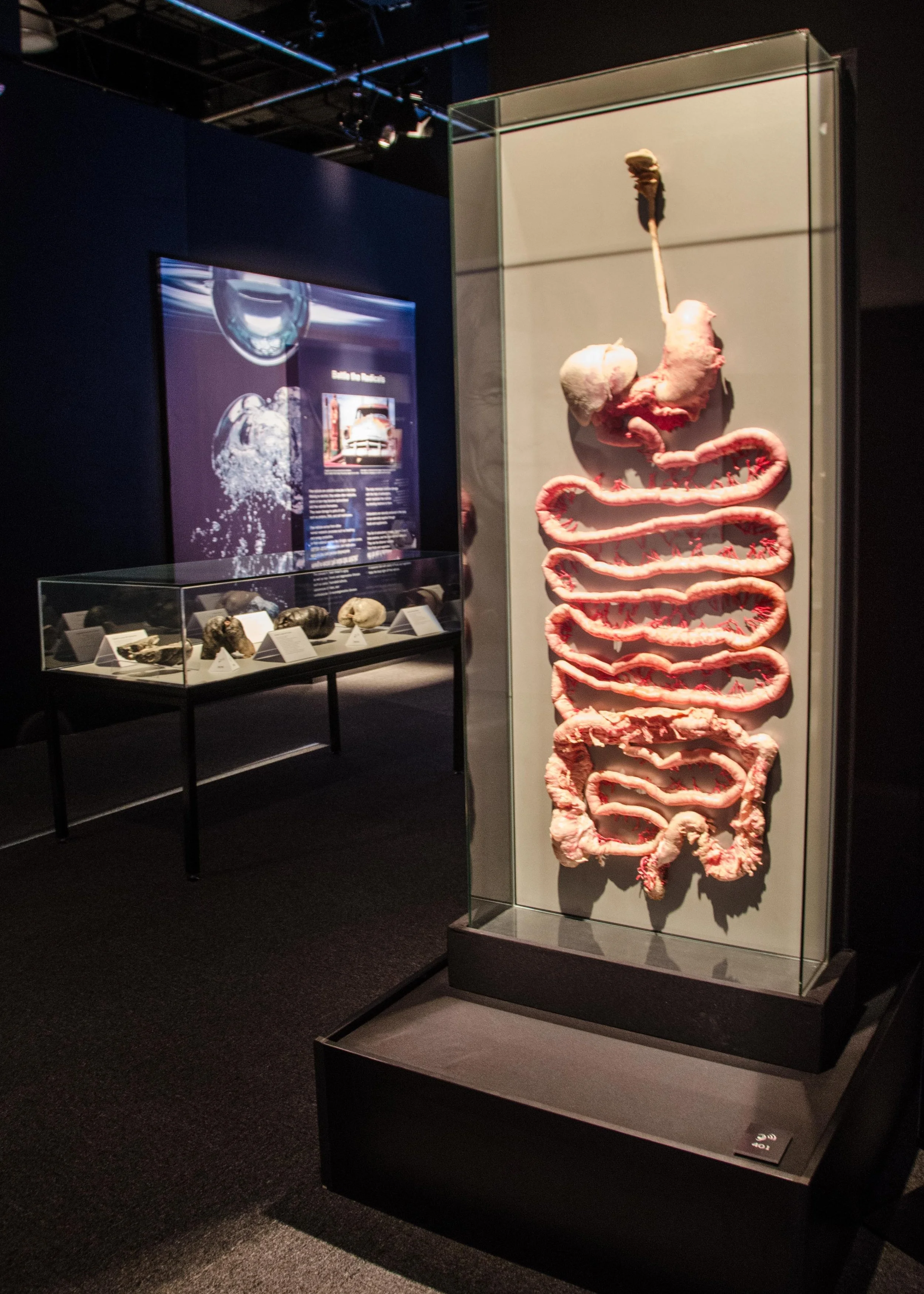 Photo: © Institute for Plastination 2017