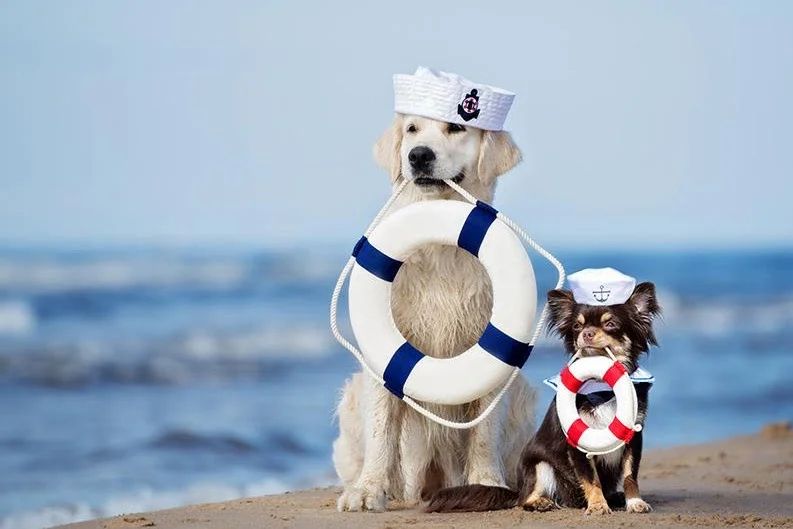 DogsOnDeck.jpg