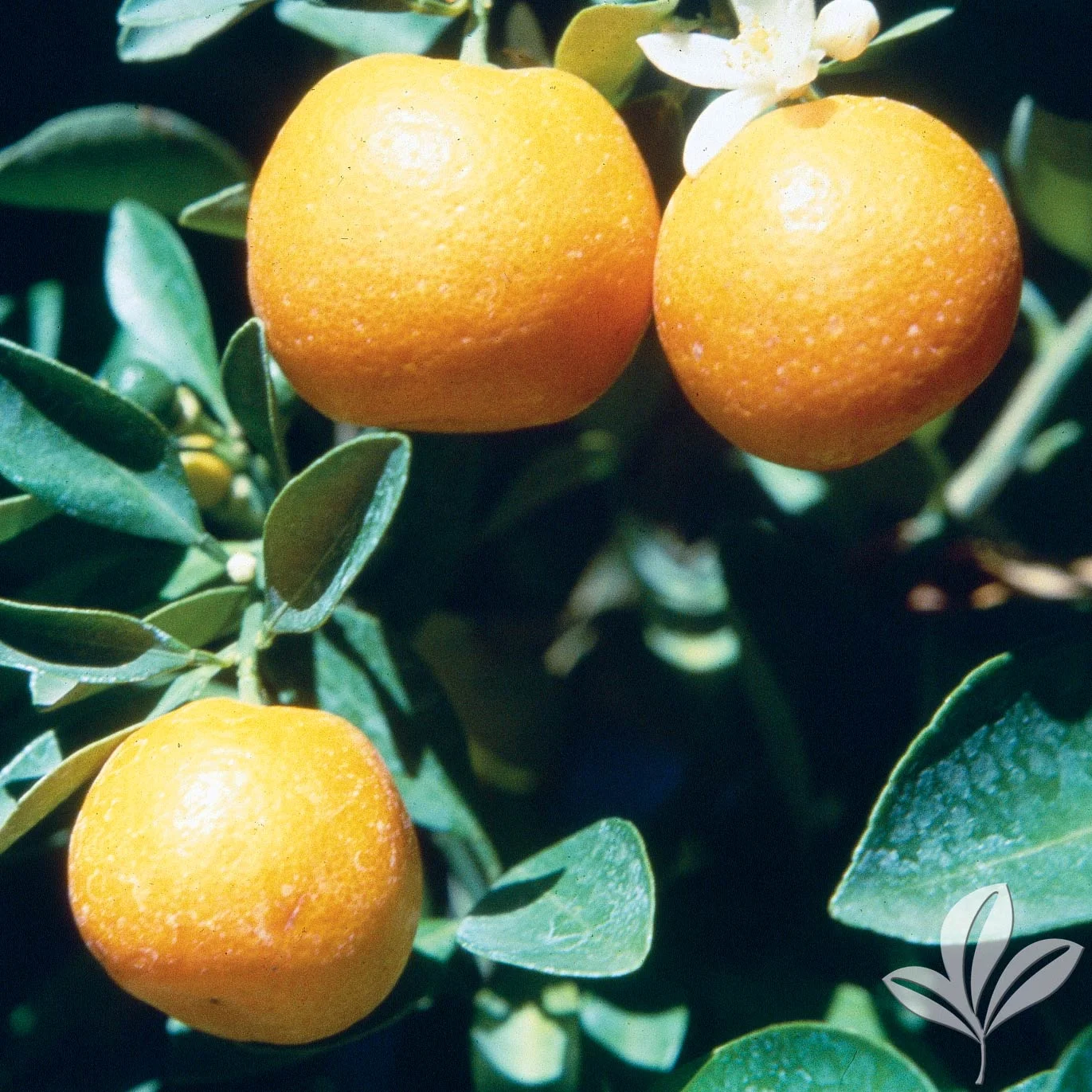 Calamondin1026511.jpg