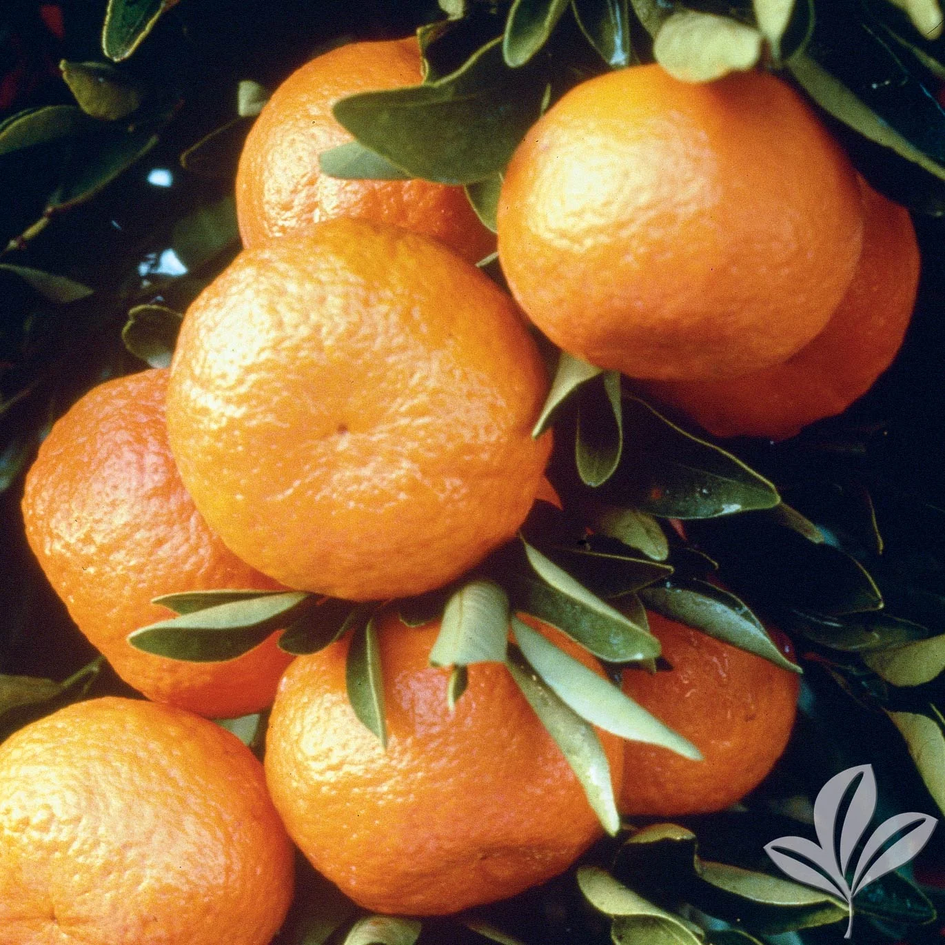 Satsuma-Arctic - Owari-Miho-Brown-Seto 1026516.jpg