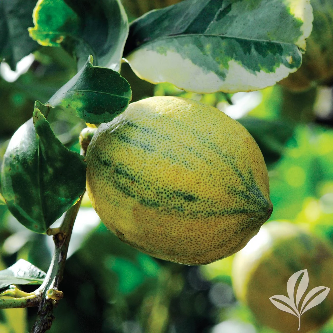 Eureka Variegated Pink Lemon 106647.jpg