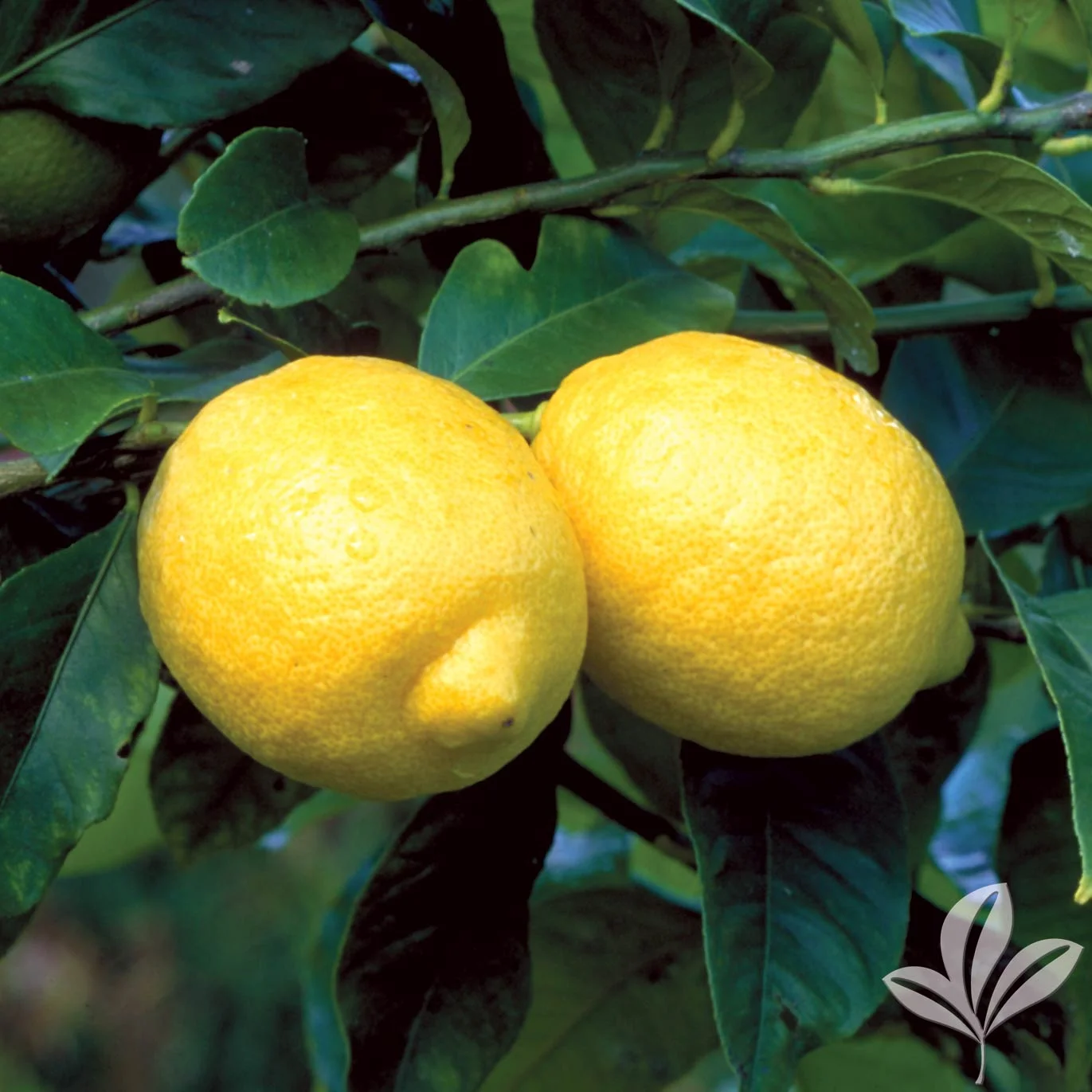Lisbon Lemon 1025102.jpg