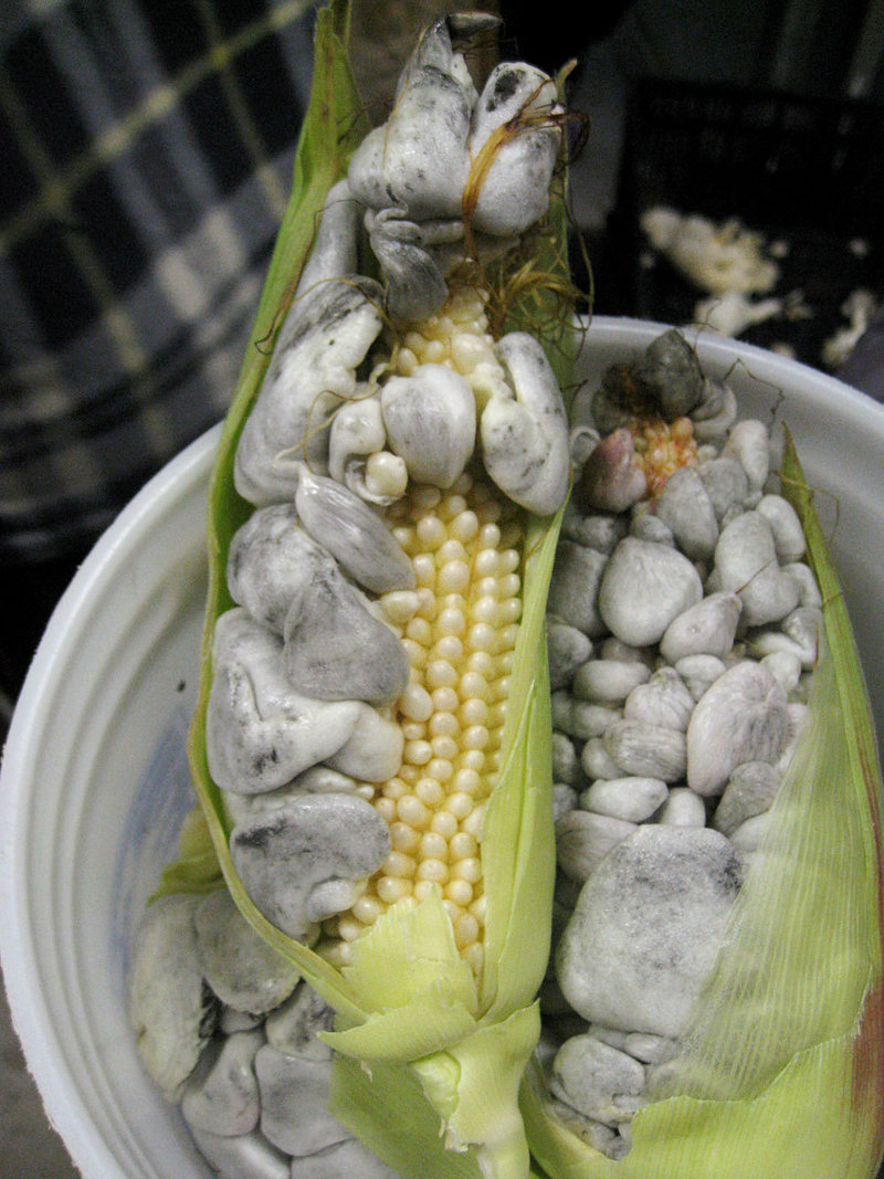 cornfungus_custom-8d2b4f06329dcf888f9200c08fb9fc688c6c8850-s800-c85.jpg