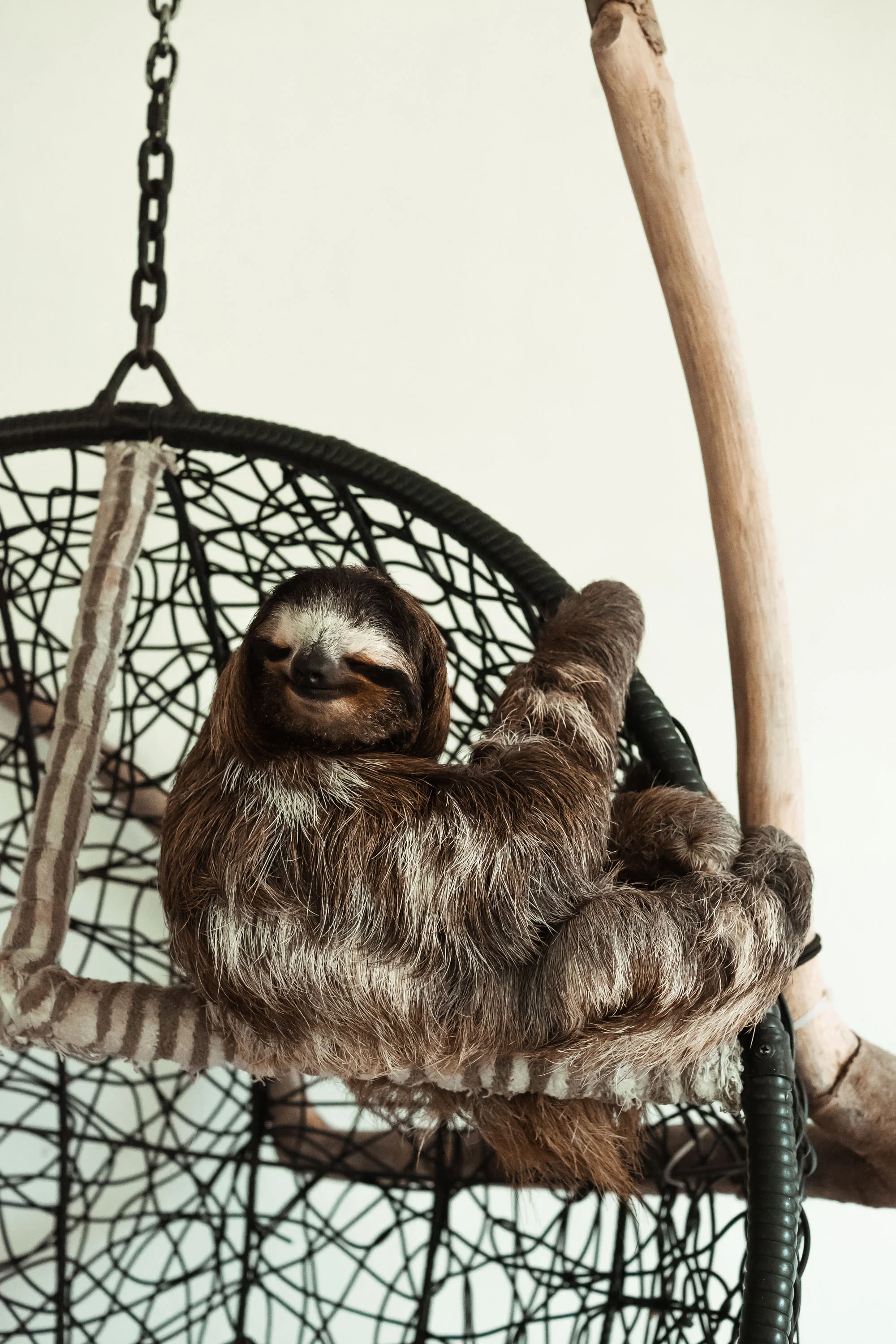 Buttercup the Sloth.jpg