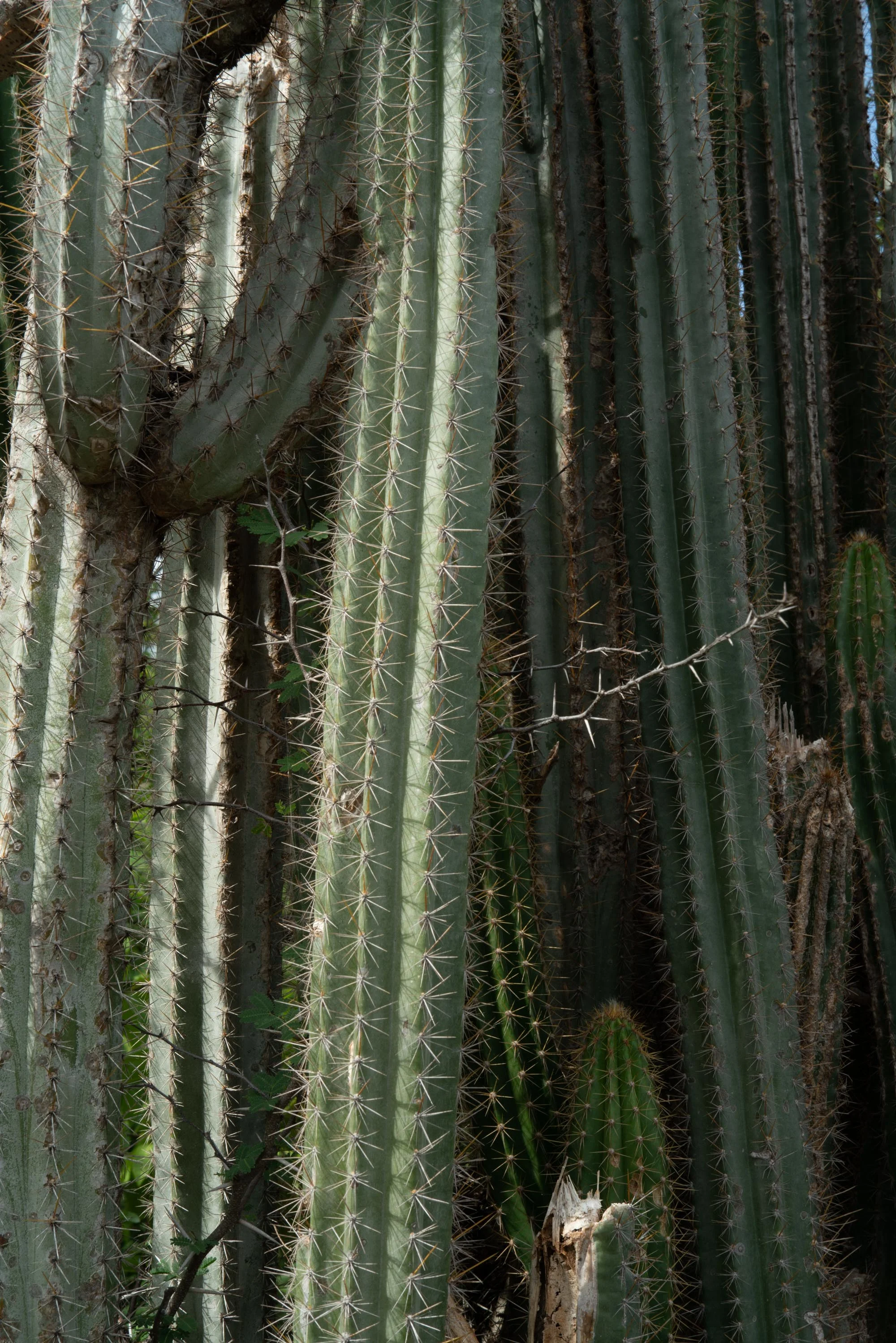 Cactus.jpg