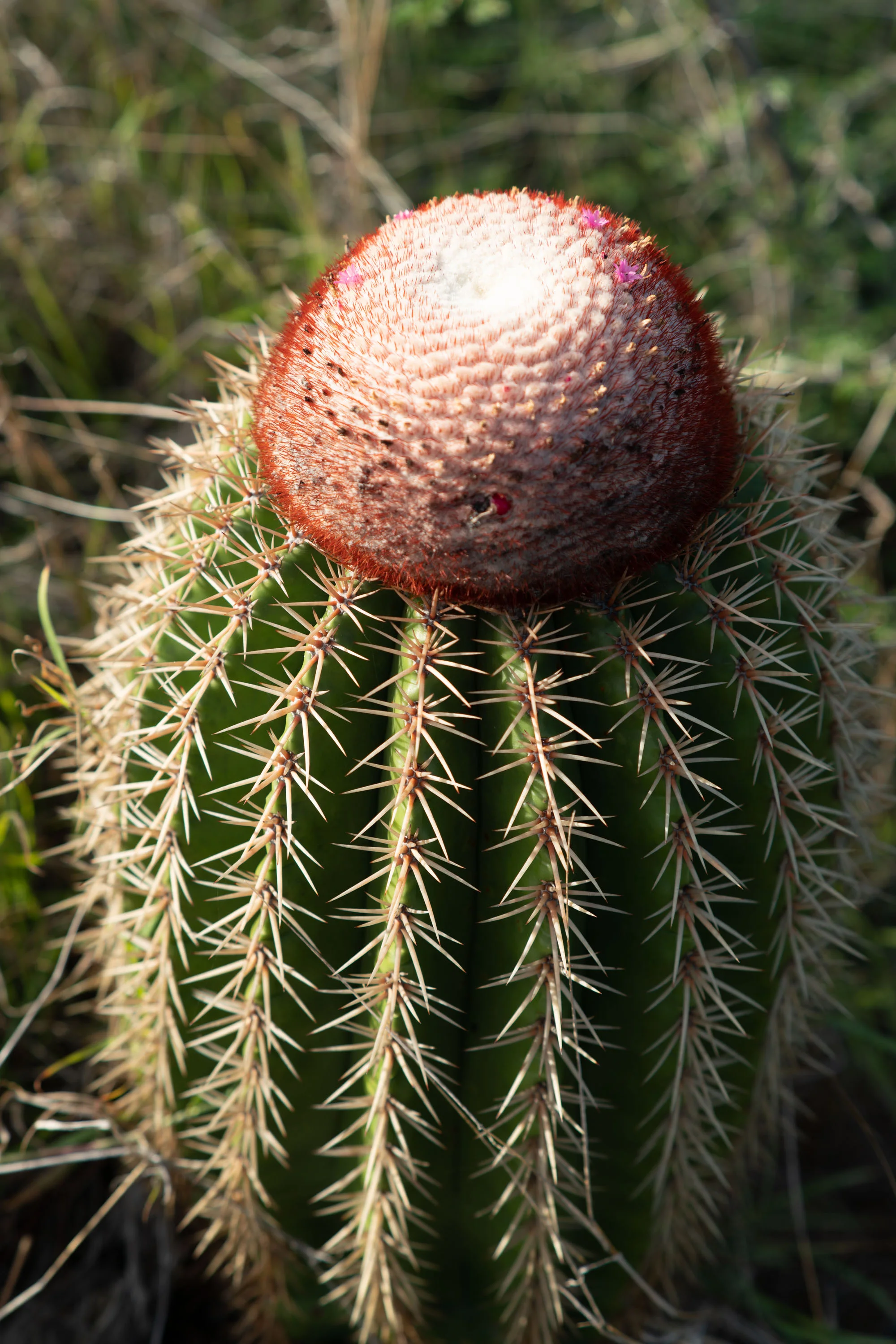 Cactus.jpg