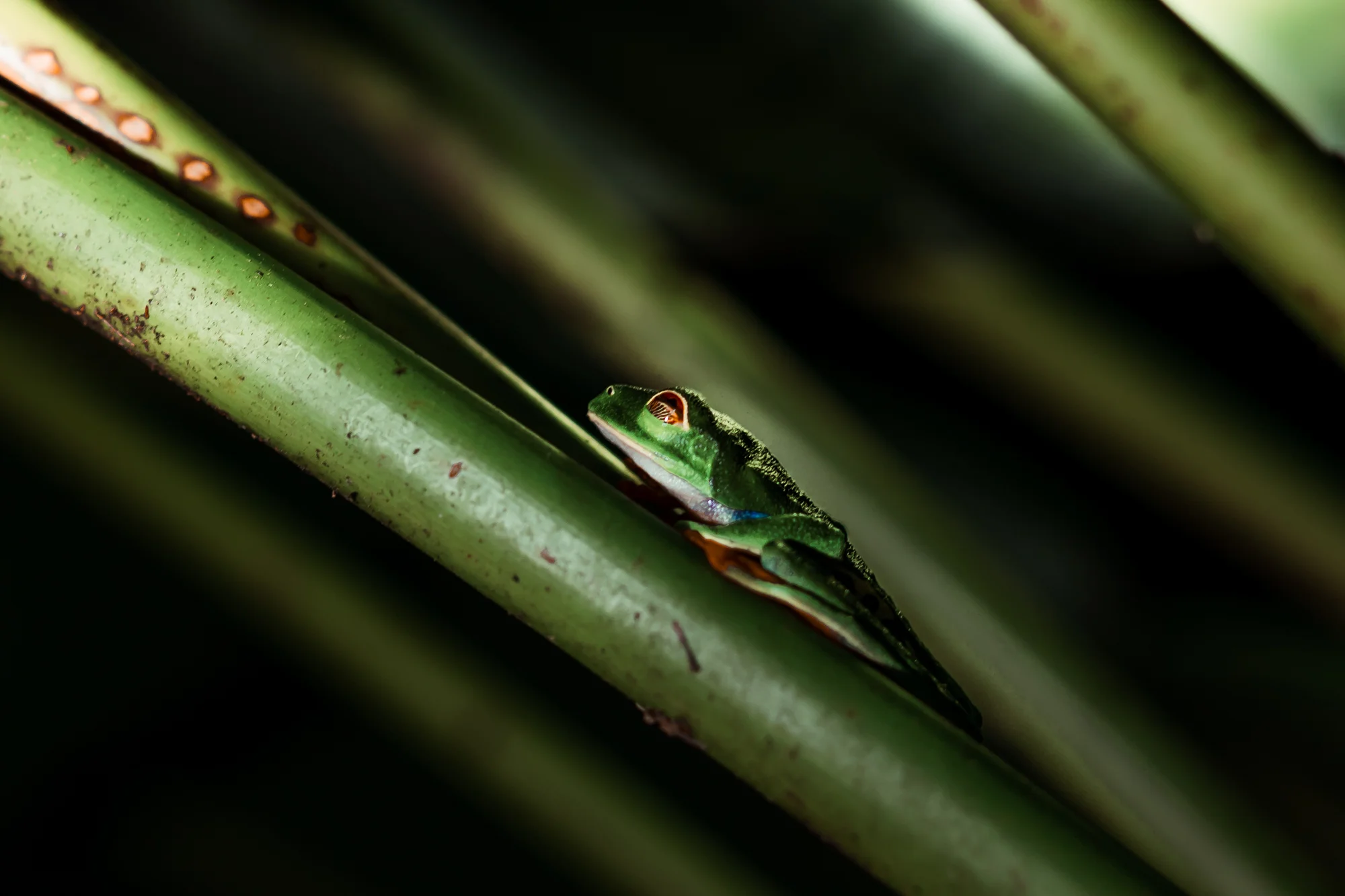 Tree Frog.jpg