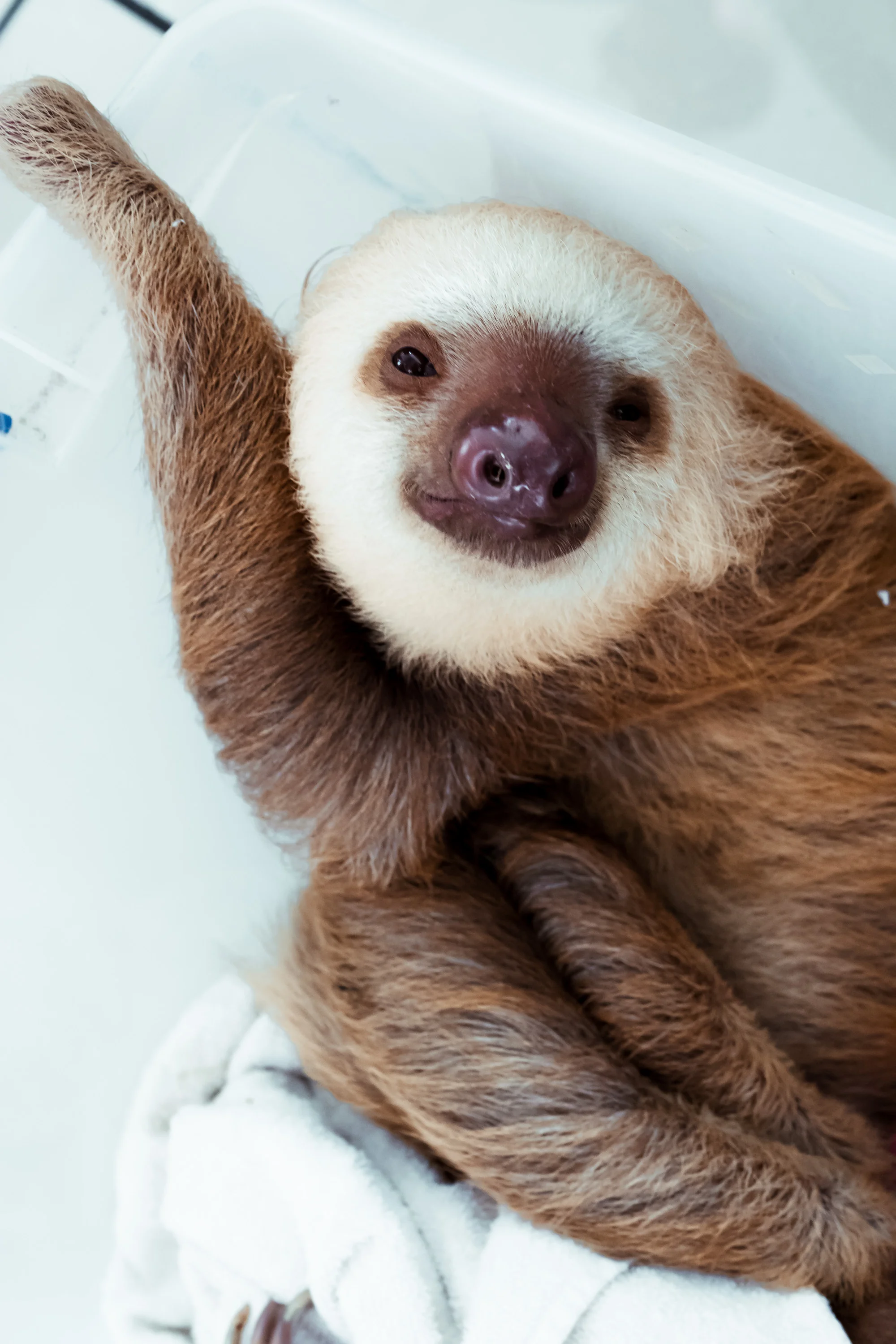 Sloth 2 copy.jpg