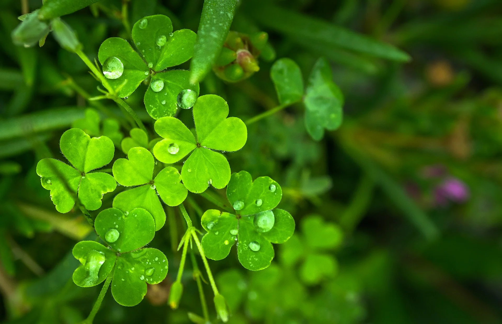 St Patrick's Day - 16th March 2019