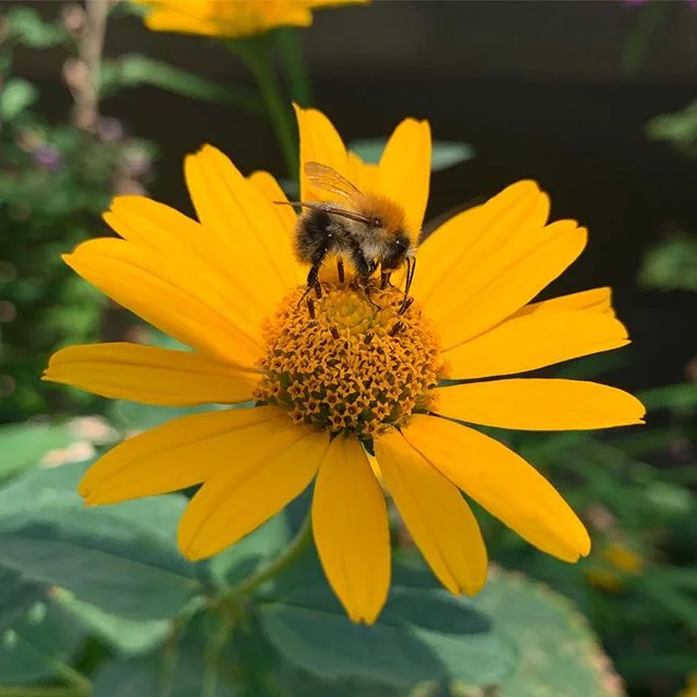 ¿Te gustaría ganar un lote de productos @alemany1879 ?
Mieles, turrones, chocolates, frutos secos... ¿suena delicioso no? 🍃Tan solo has de dejar volar tu creatividad y capturar momentos durante BCN Honey Fest o bien de elemento