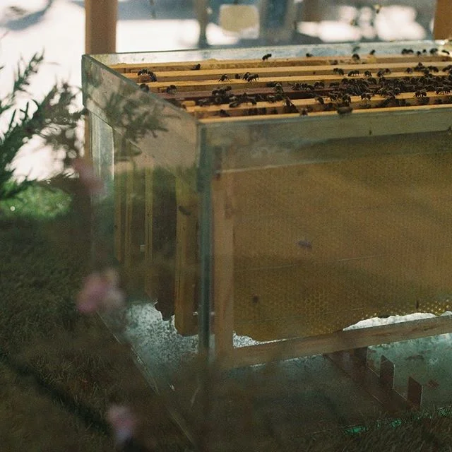 Tan solo queda una semana para la 3ª Edición de BCN Honey Fest! En los siguientes días iremos publicando sobre los participantes de este año.
#barcelona #bcnhoneyfest #honeyfest #abejas #miel #bees #honey #savethebees #natu