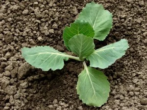 Cabbage-Sprout-300x225.jpg