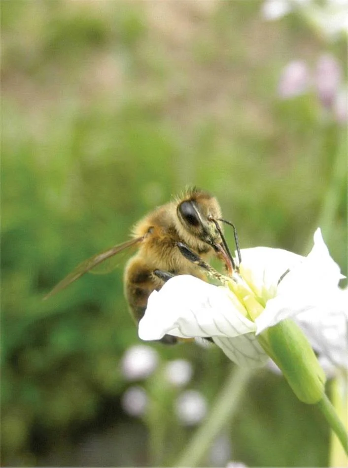 foto_FundacionAmigos_abeja.jpg