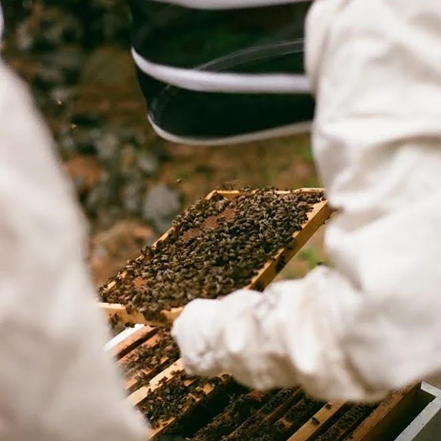 ¿Conoces el concepto BEETalks?
En BCN Honey Fest queremos dar a conocer los temas más recientes relacionados con las abejas y su entorno. Cada charla de 30’ y nos adentrará en un un tópico diferente para aprender y