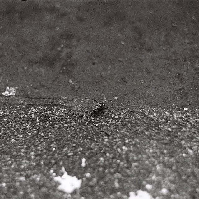 El pasado sábado hablamos en Vida Verde (Radio Exterior) con Pilar Sampietro sobre el festival y la práctica de la apicultura urbana. En el programa también colaboraron Jesús Barrio (recuperó las colmenas de sus abu