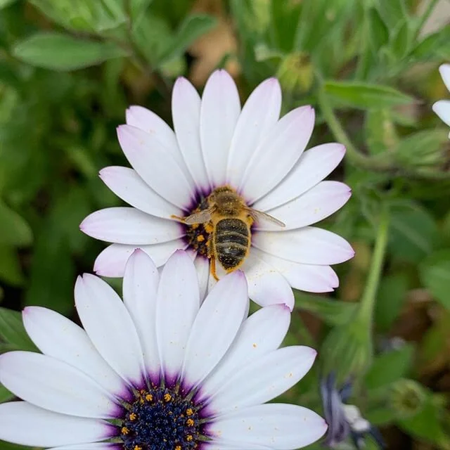 ¡Hoy celebramos el día mundial de las abejas!✨ Tanto para las abejas de la miel como para las 20.000 abejas que existen por todo el mundo.