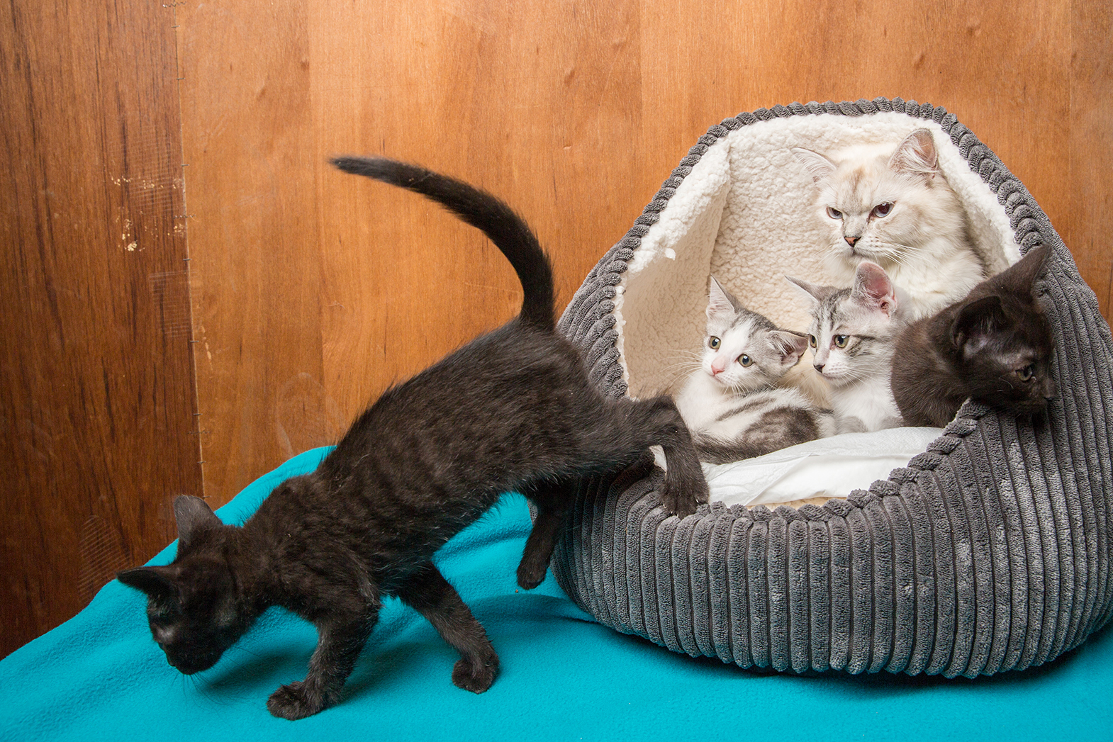 SniffCats-140617-056.jpg