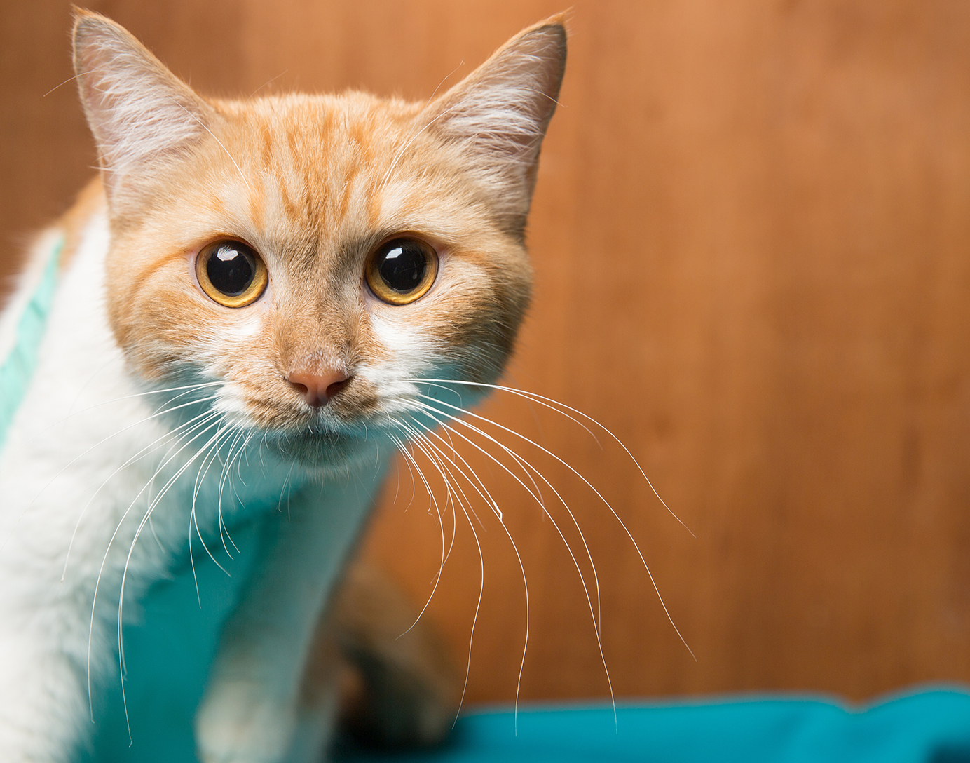 SniffCats-140617-079.jpg