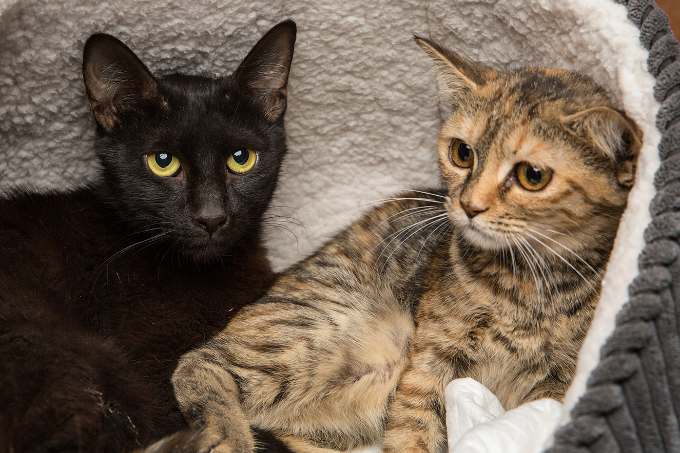 SniffCats-140617-109.jpg