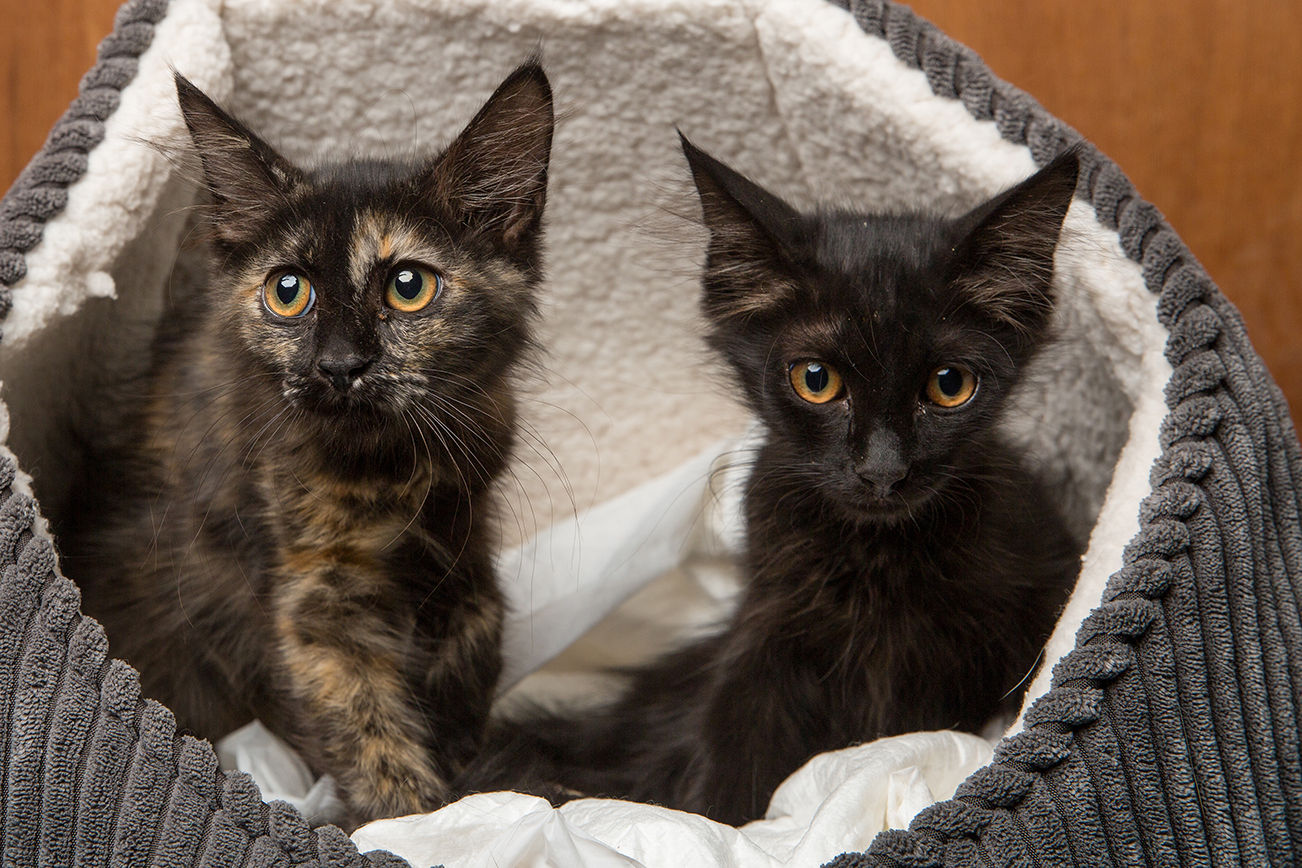 SniffCats-140617-123.jpg