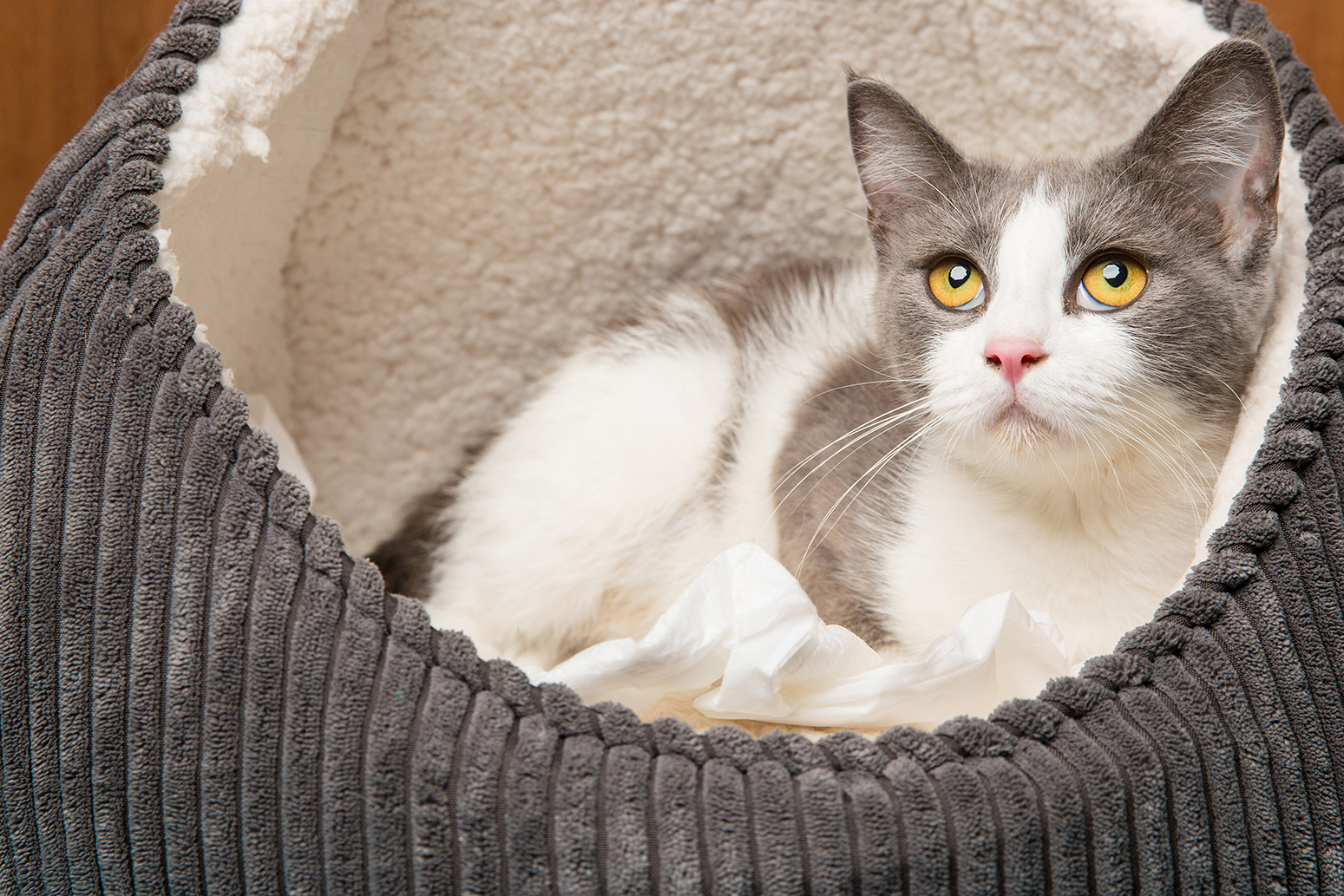 SniffCats-140617-136.jpg