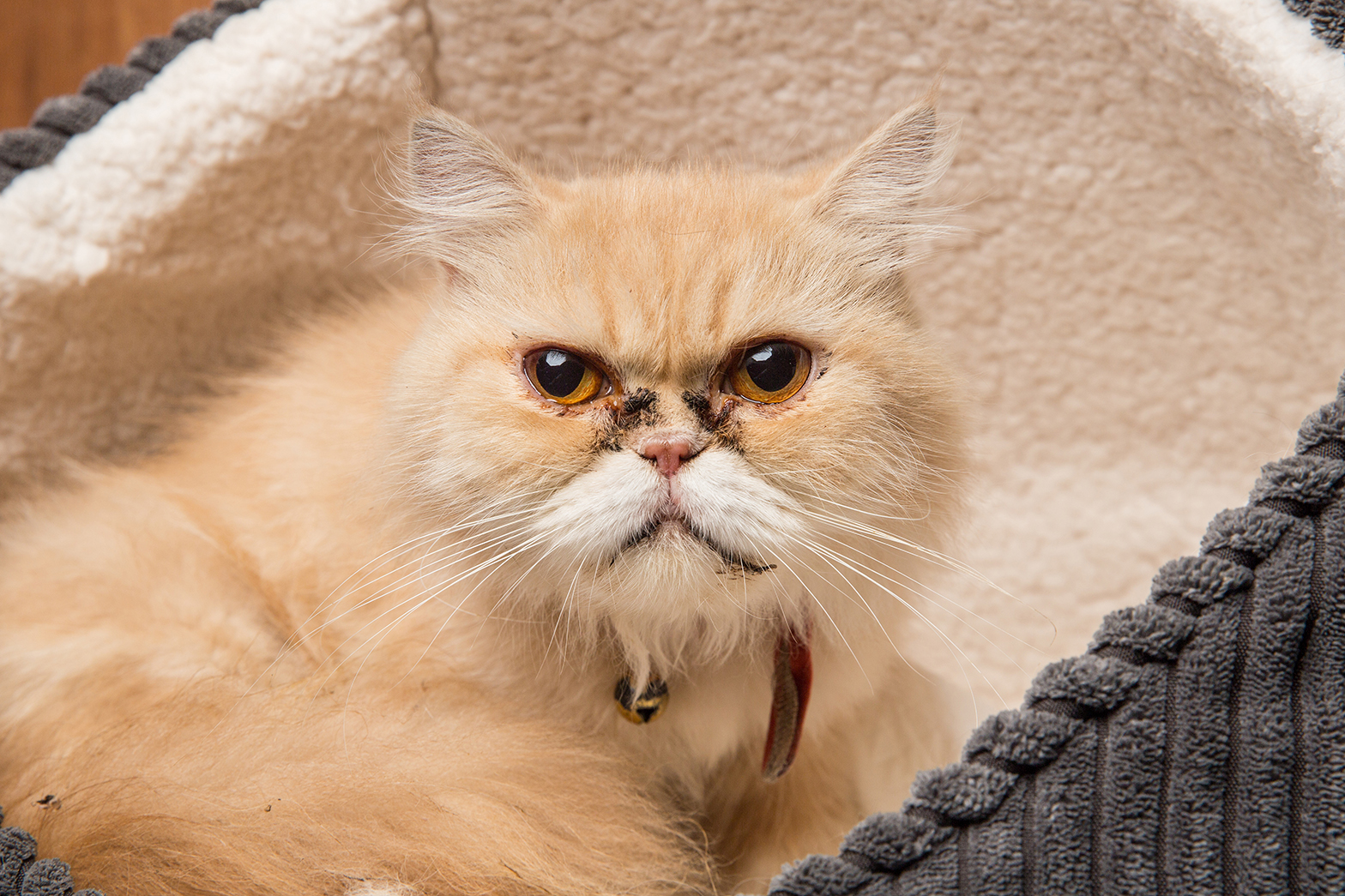 SniffCats-140617-175.jpg