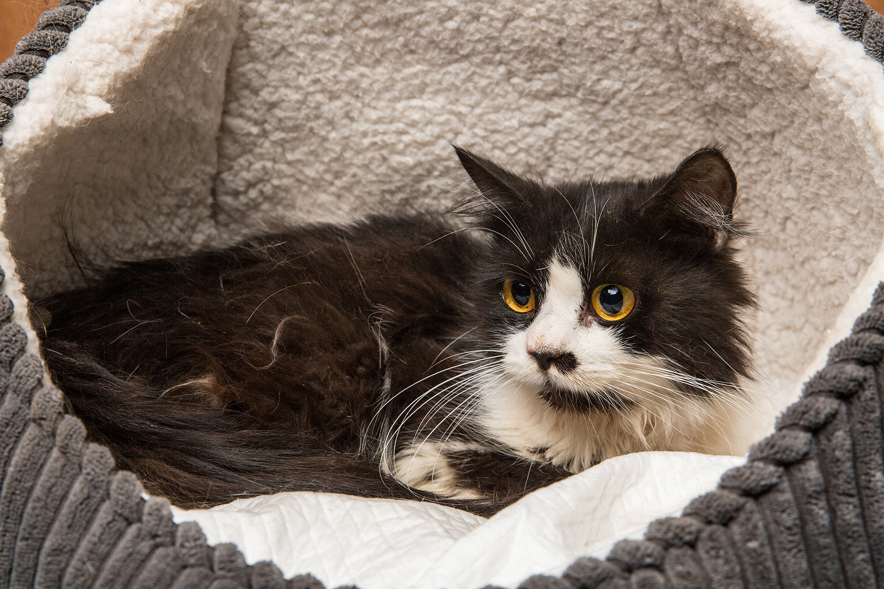 SniffCats-140617-195.jpg